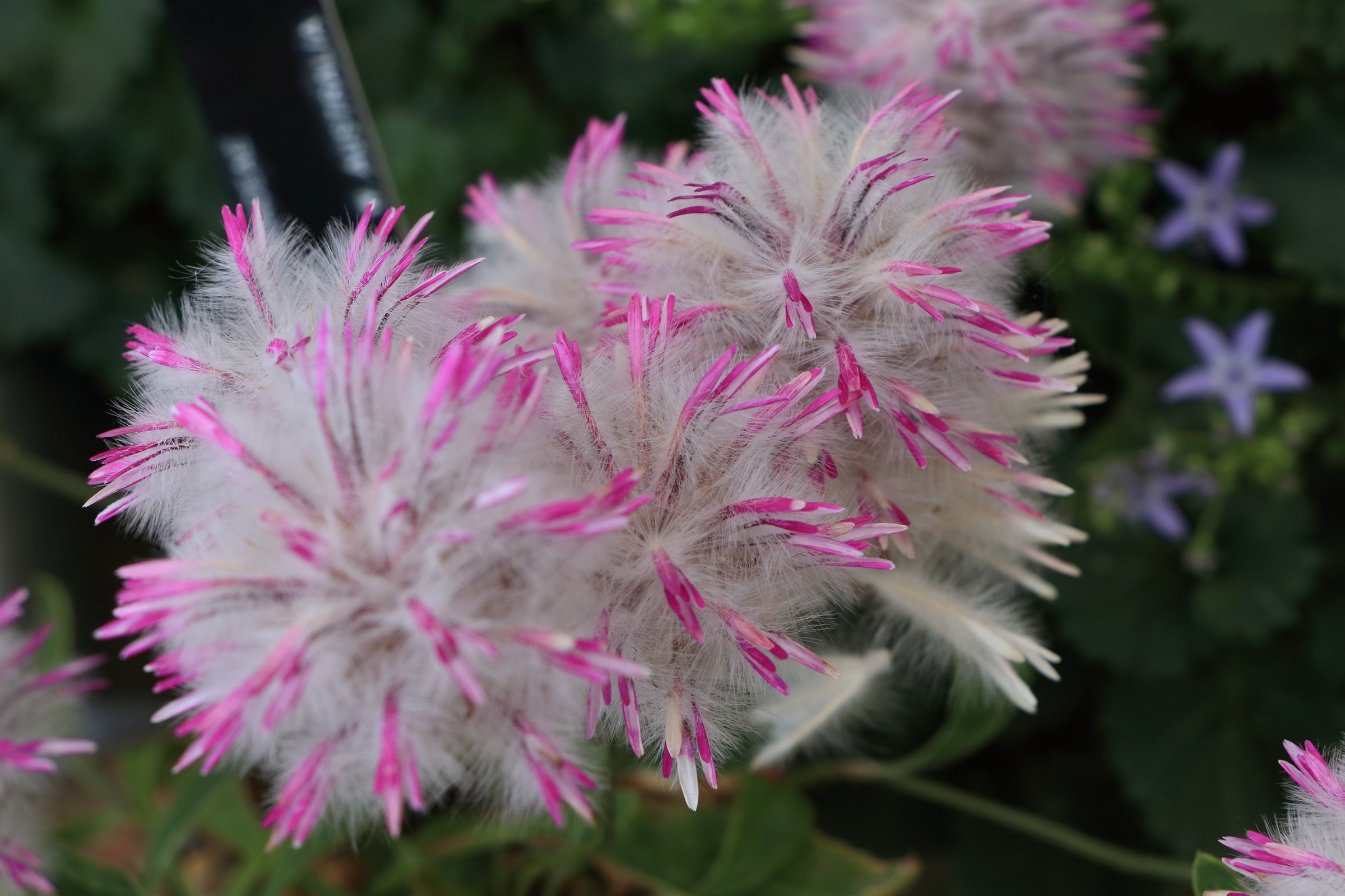 Afficher le média ptilotus_sp1cd ptilotus_sp1cd