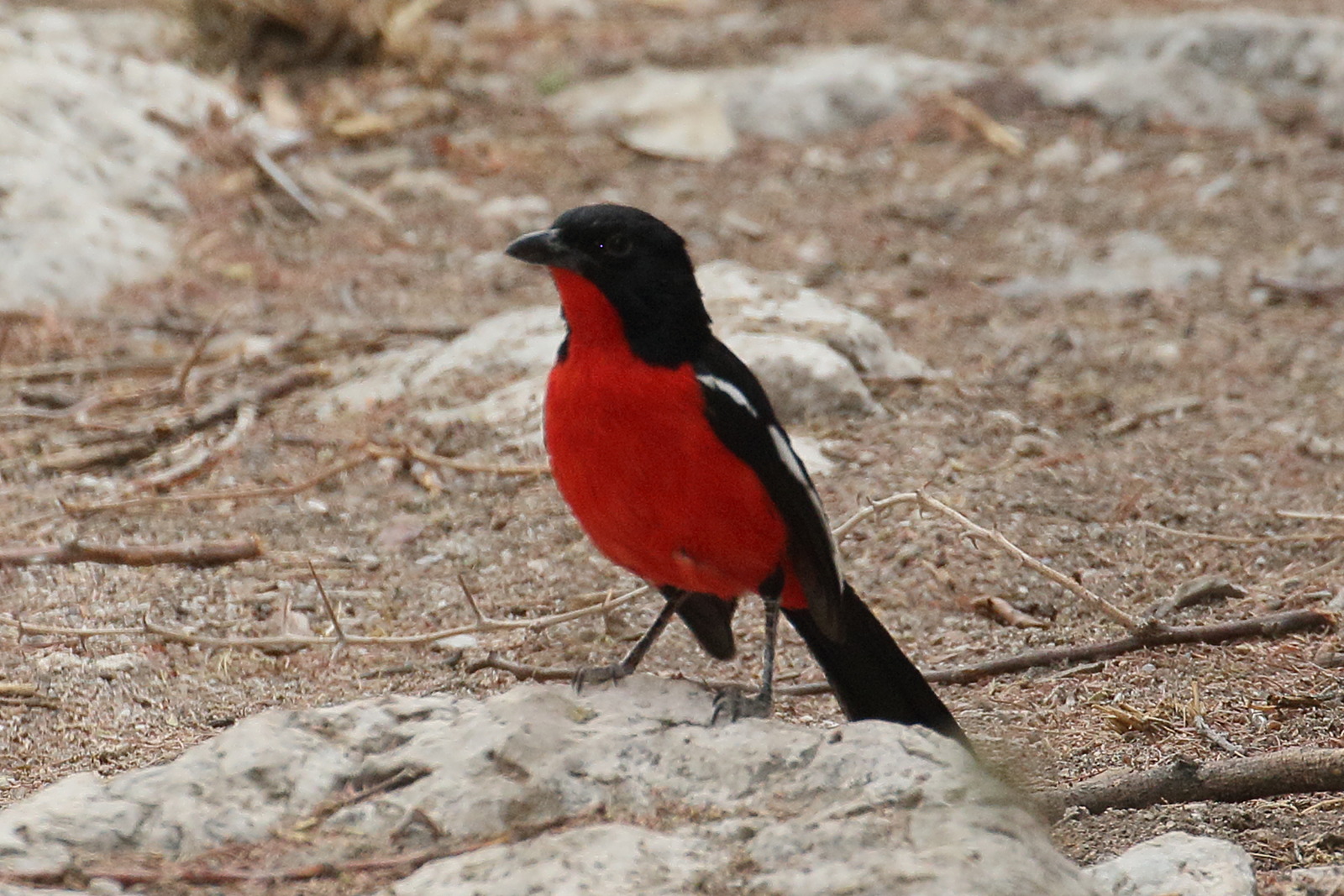 gonolek_rouge_et_noir_-_laniarius_atrococcineus1bd