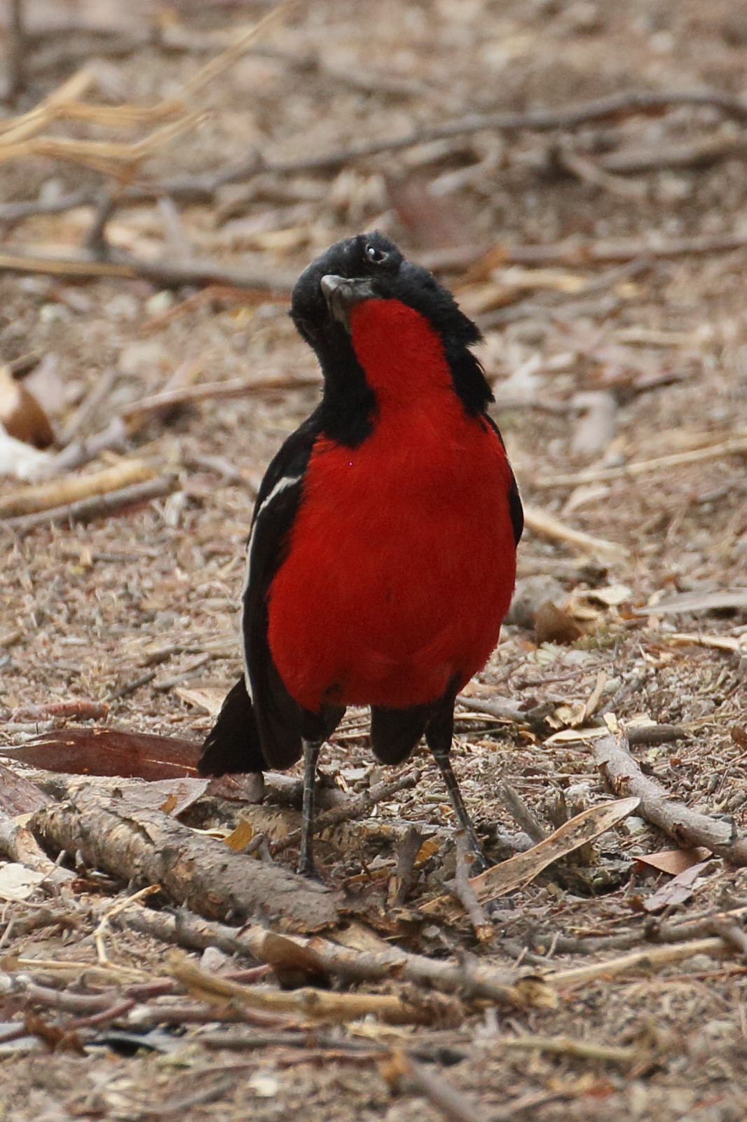 gonolek_rouge_et_noir_-_laniarius_atrococcineus2bd
