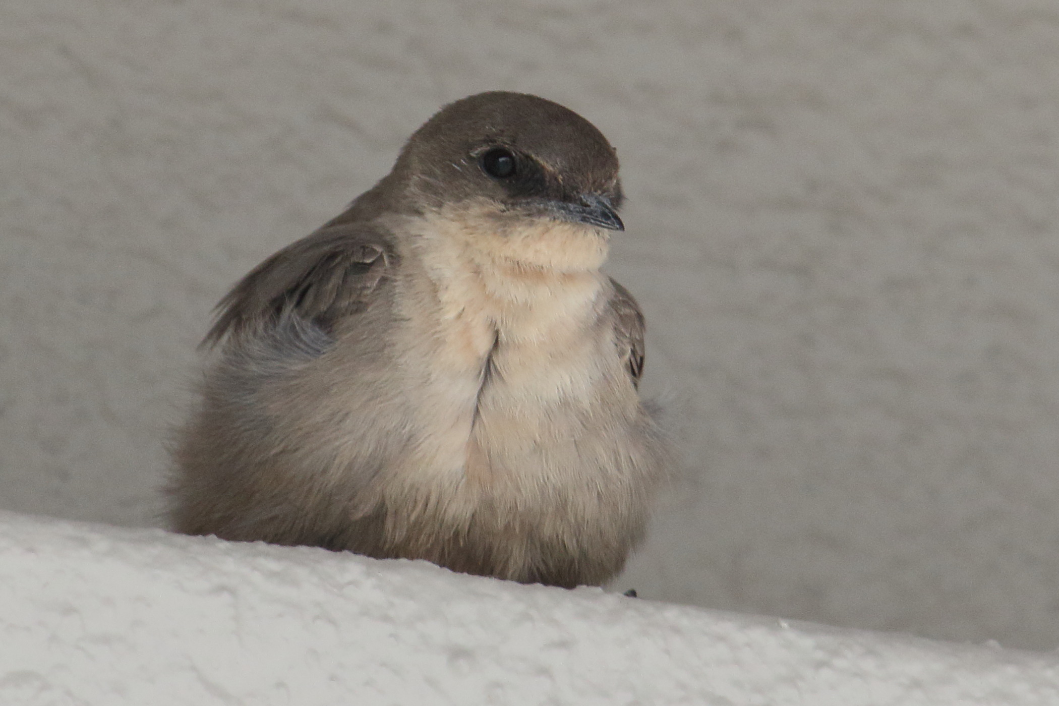 hirondelle_paludicole_-_riparia_paludicola1md