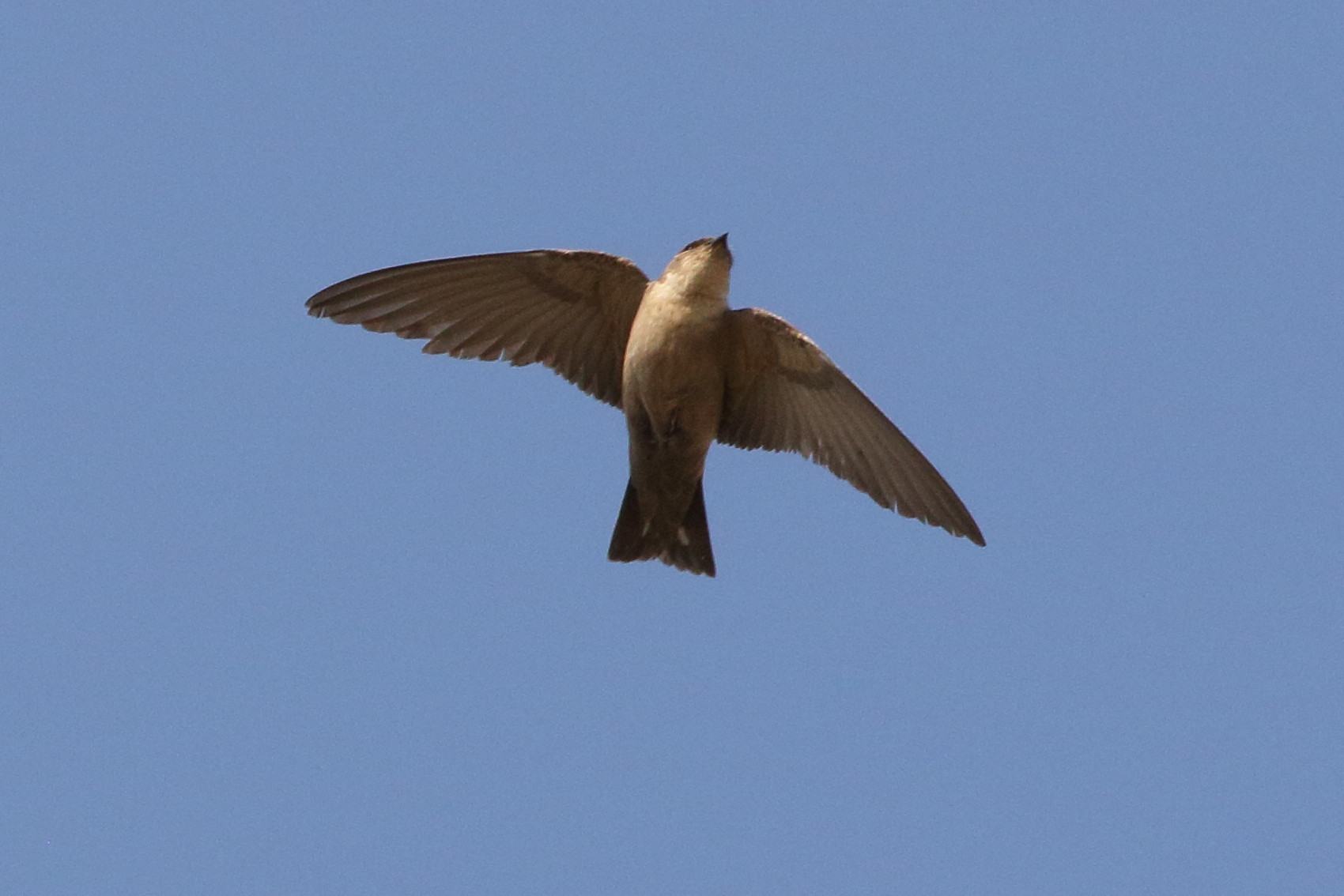 hirondelle_paludicole_-_riparia_paludicola3bd