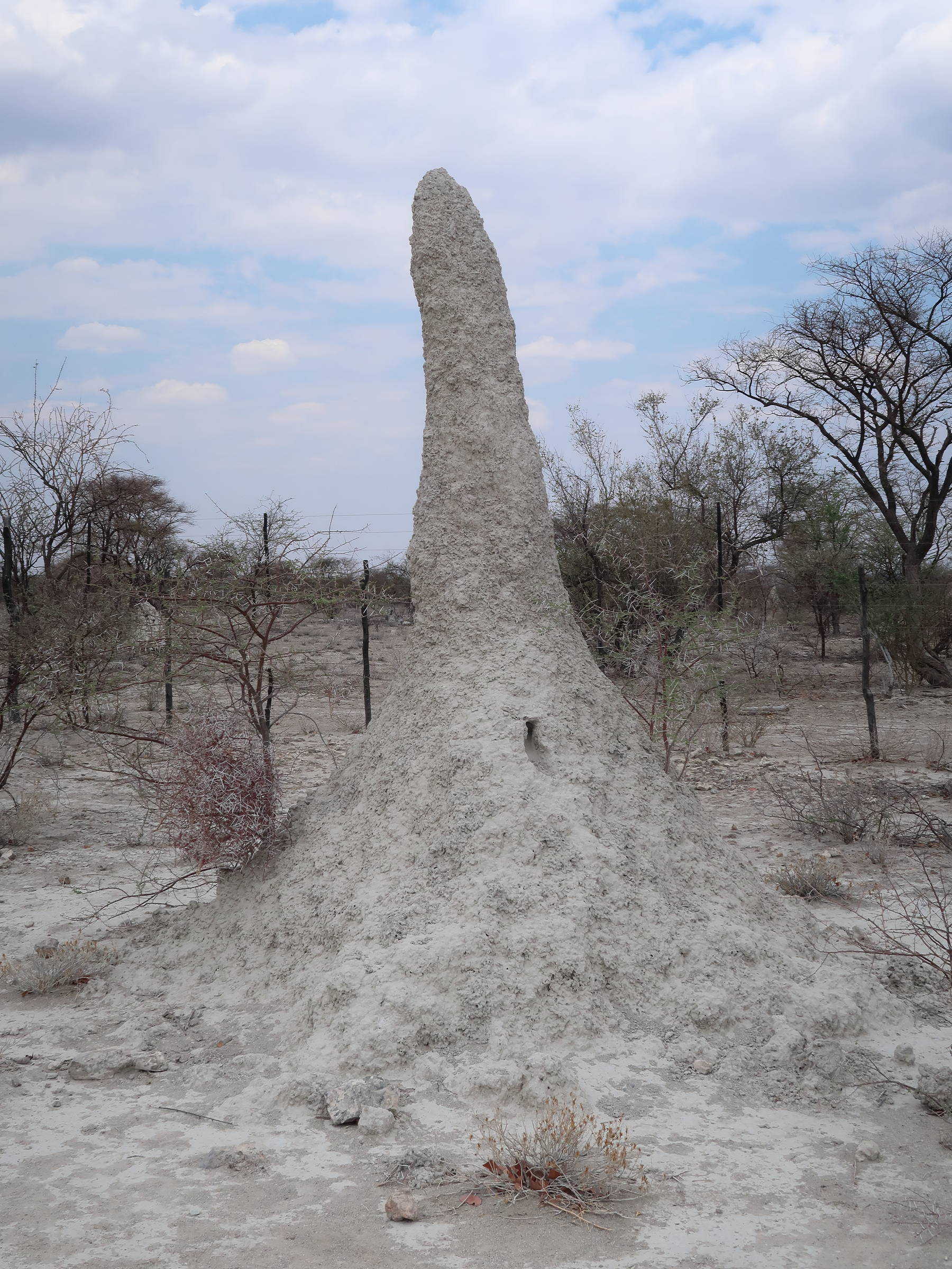 macrotermes_michaelseni_termitiere1md