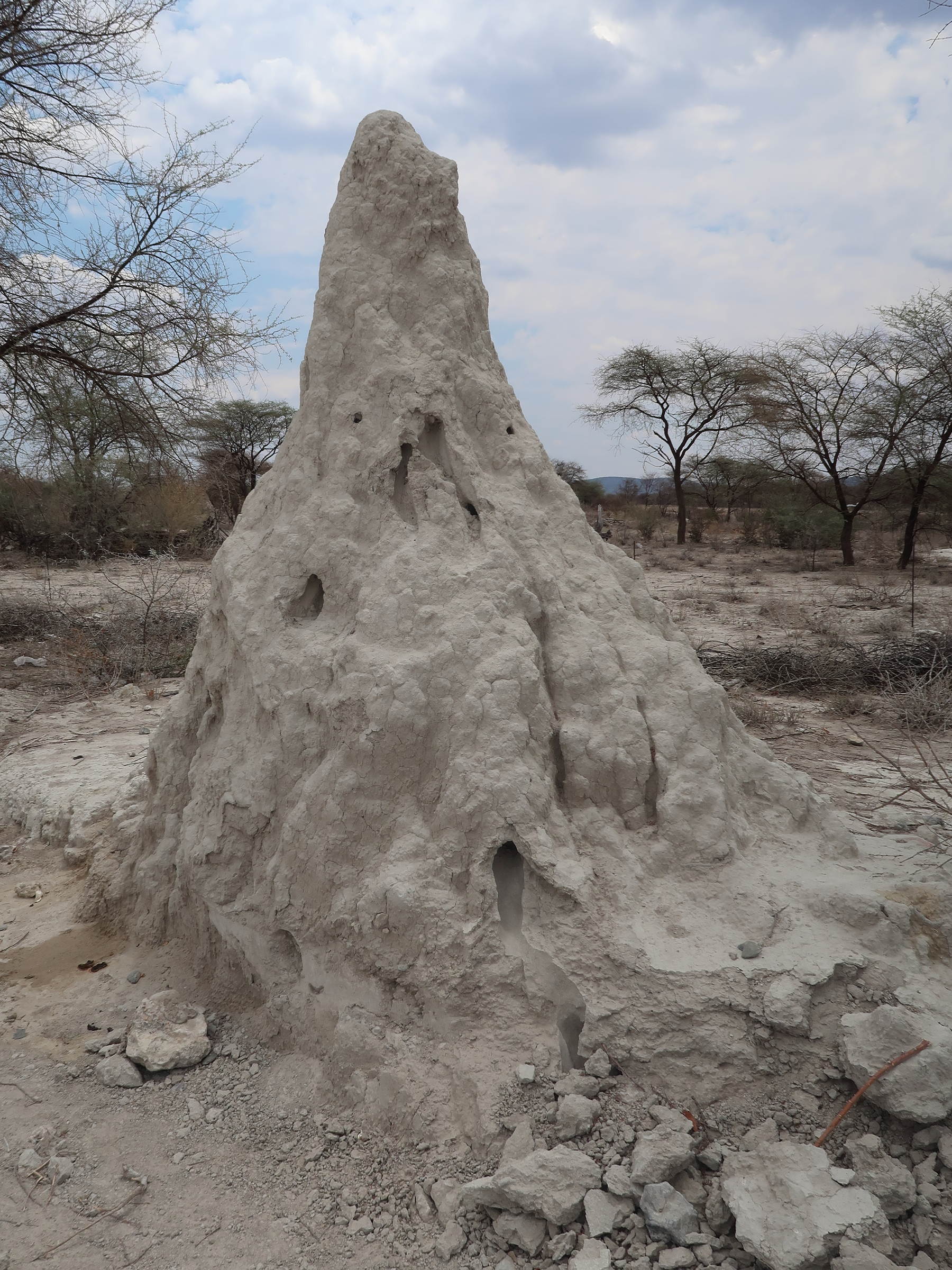 macrotermes_michaelseni_termitiere2md