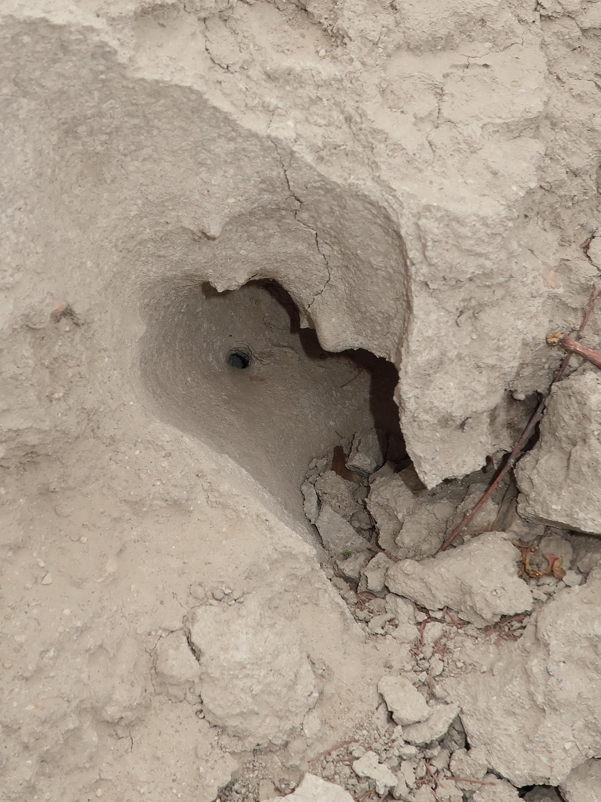 macrotermes_michaelseni_termitiere3