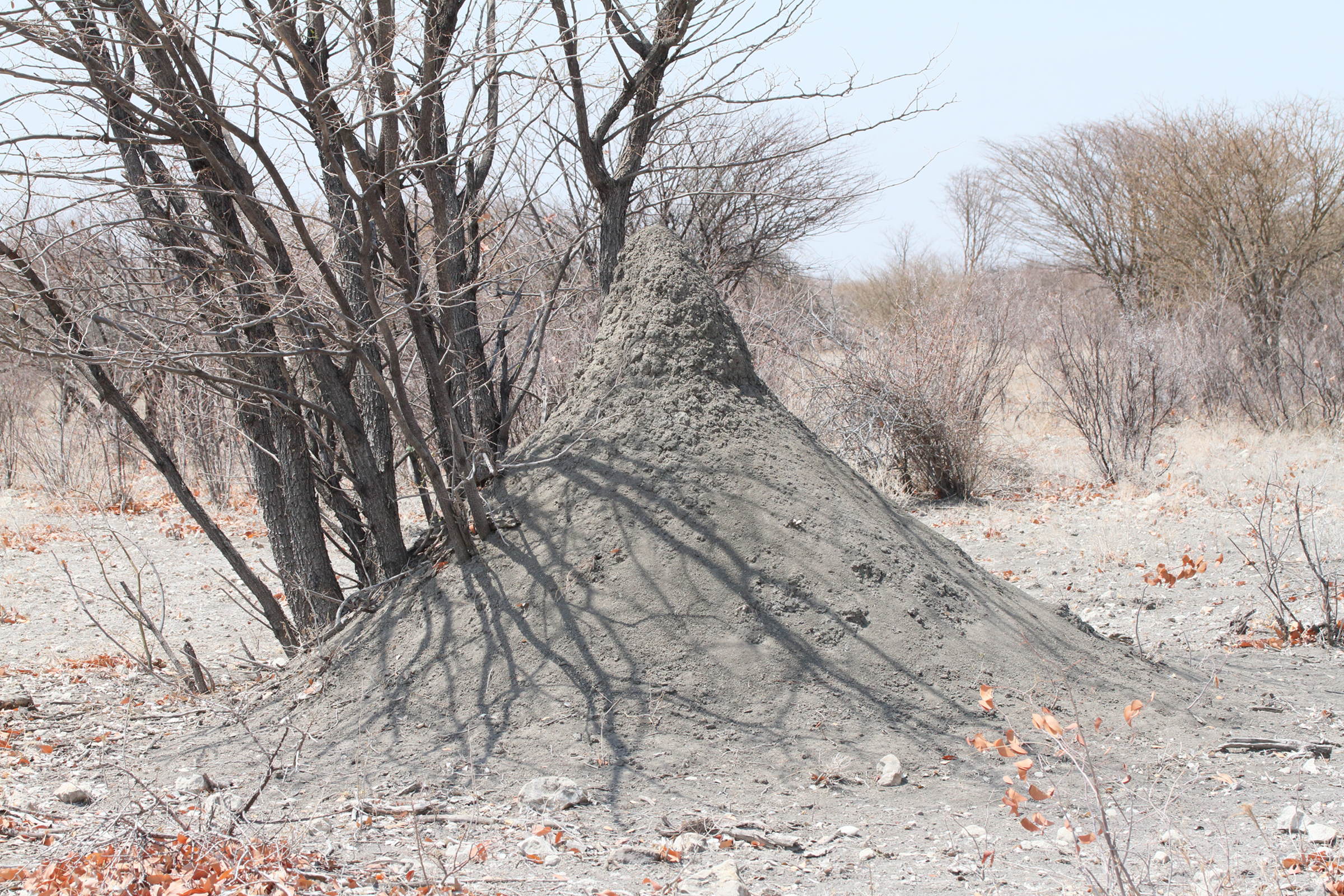 macrotermes_michaelseni_termitiere4md