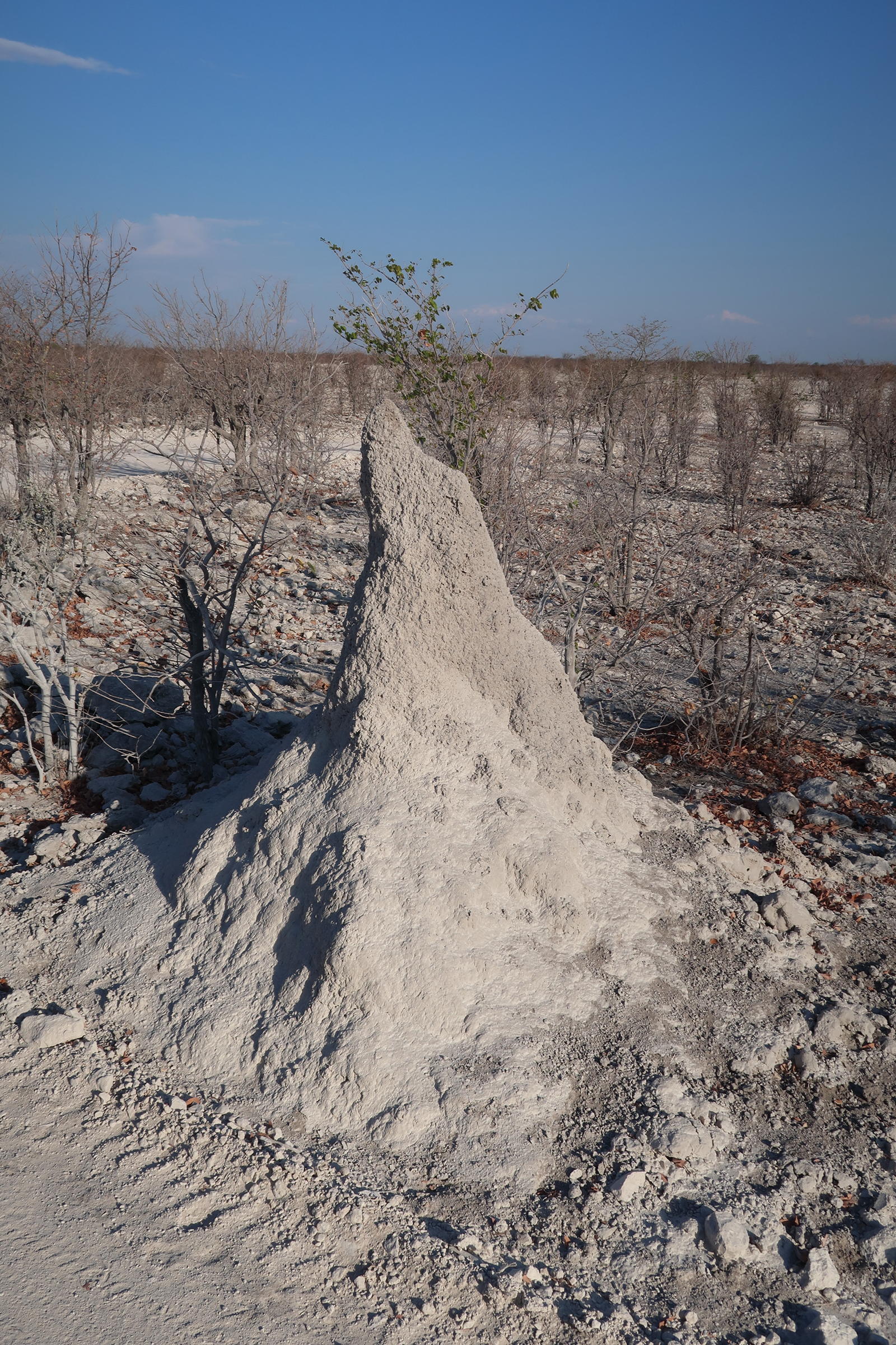 macrotermes_michaelseni_termitiere5md