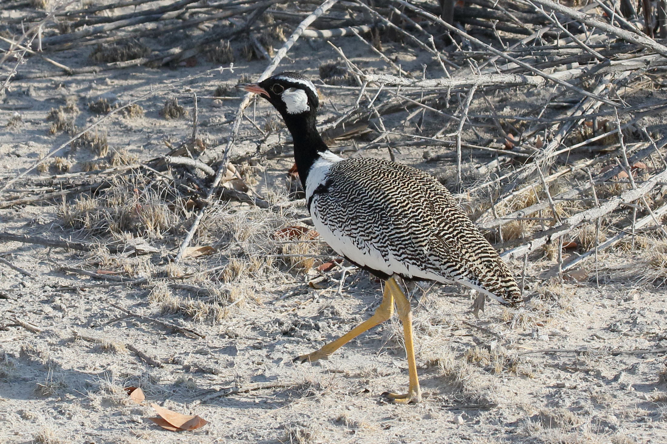 outarde_a_miroir_blanc_-_afrotis_afraoides1bd