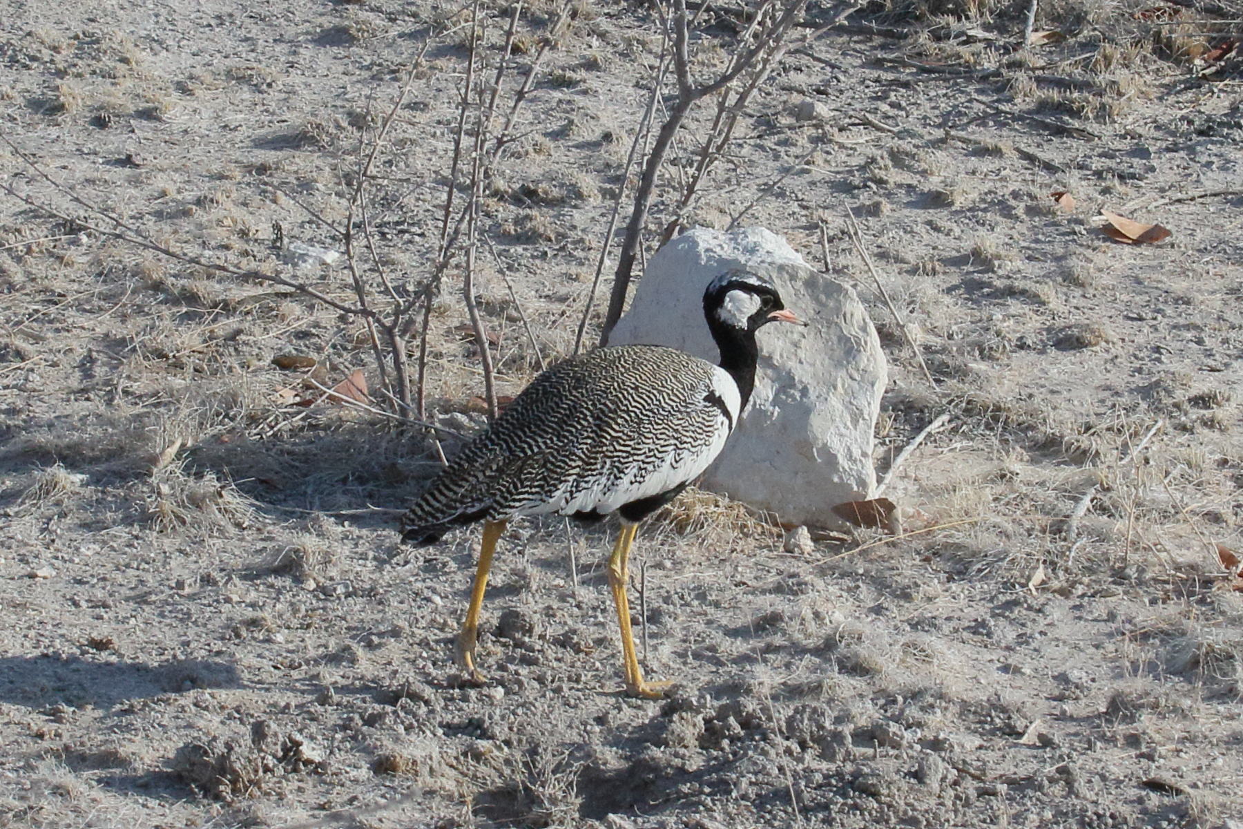 outarde_a_miroir_blanc_-_afrotis_afraoides2md