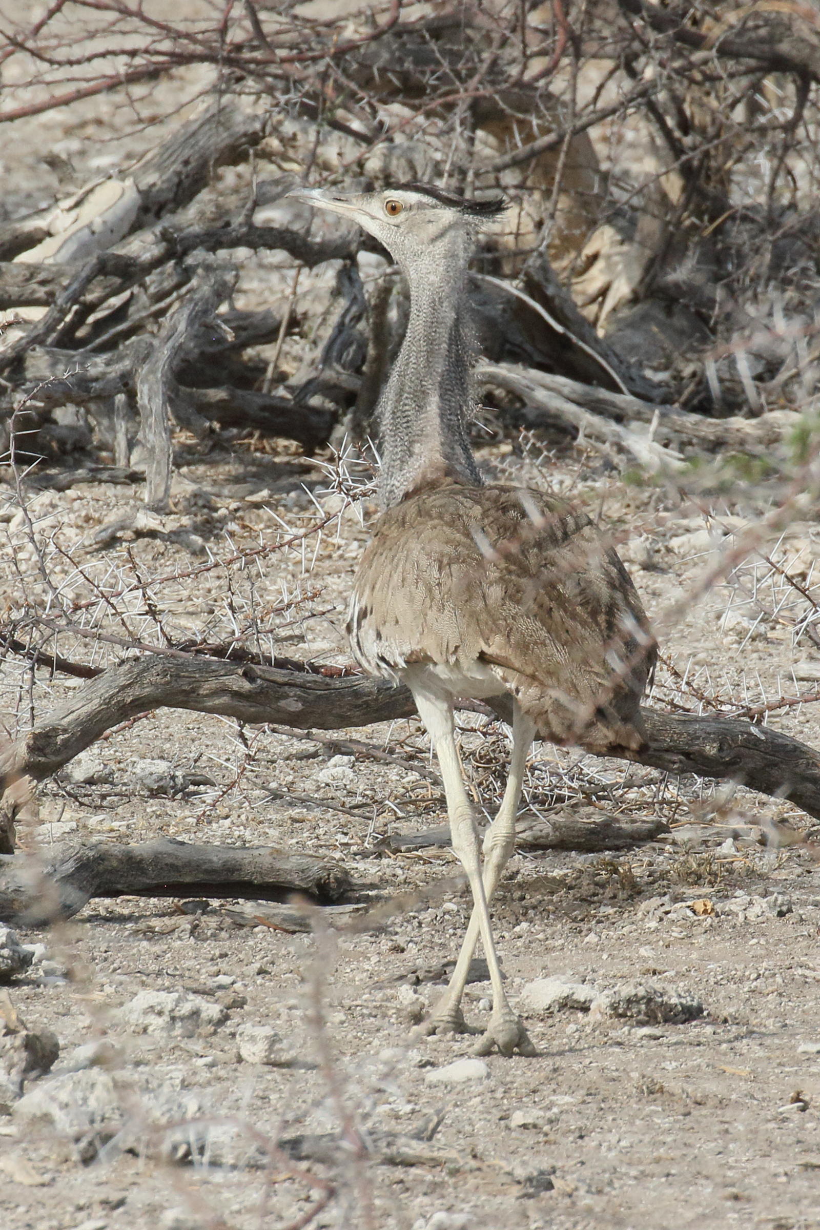 outarde_kori_-_ardeotis_kori1bd