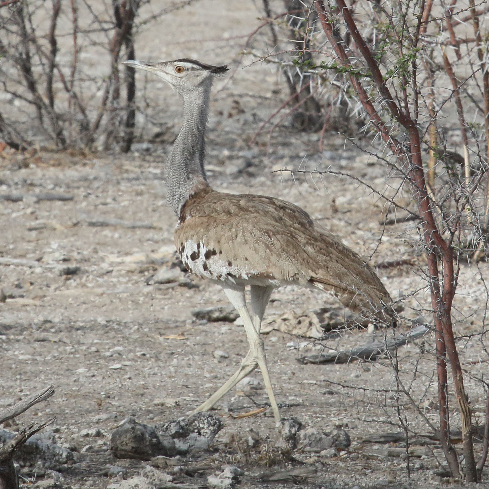 outarde_kori_-_ardeotis_kori2md