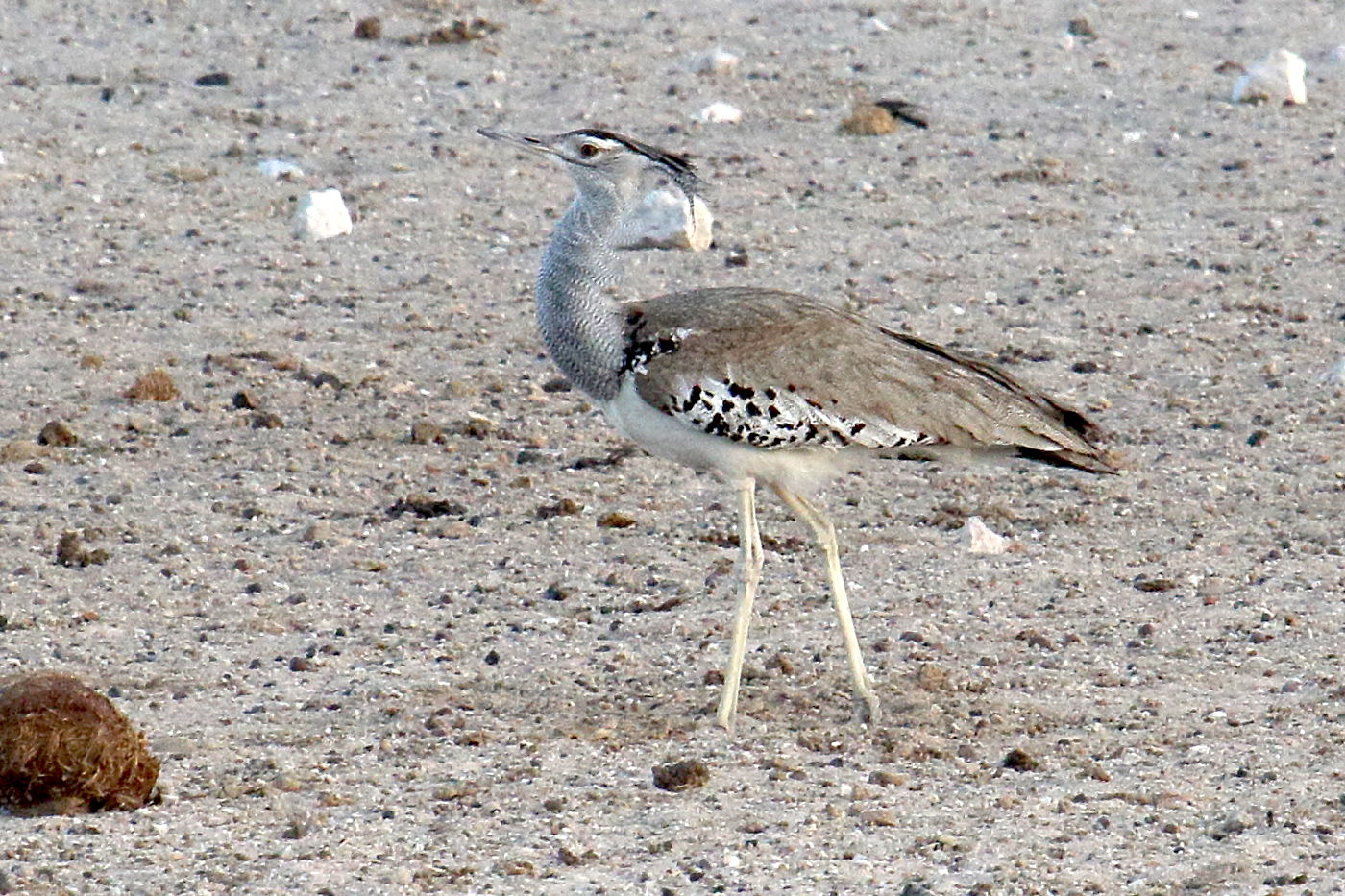 outarde_kori_-_ardeotis_kori3md