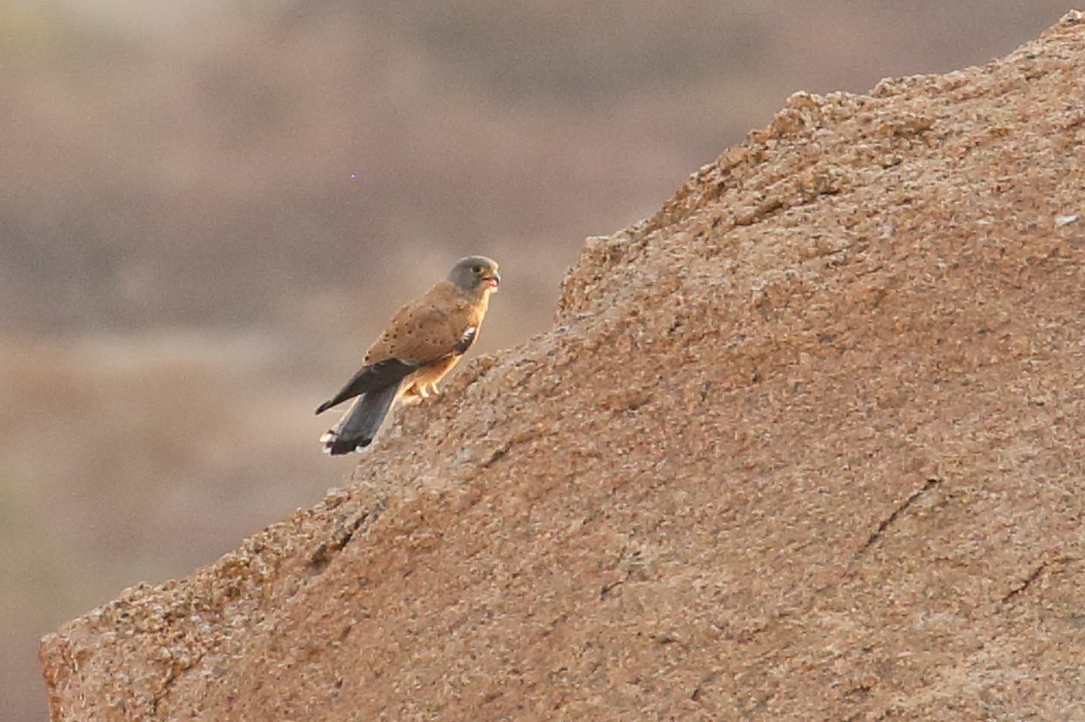 crecerelle_des_rochers_-_falco_rupicolus1