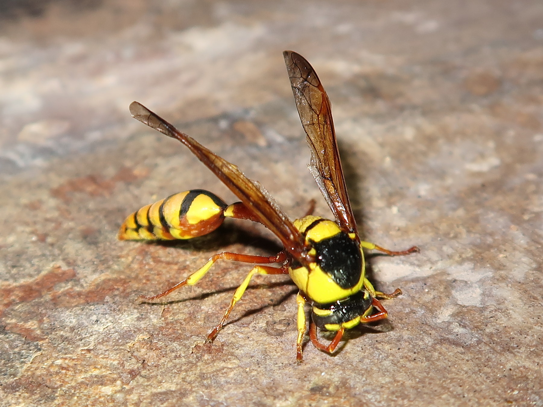 delta_lepeleterii1md