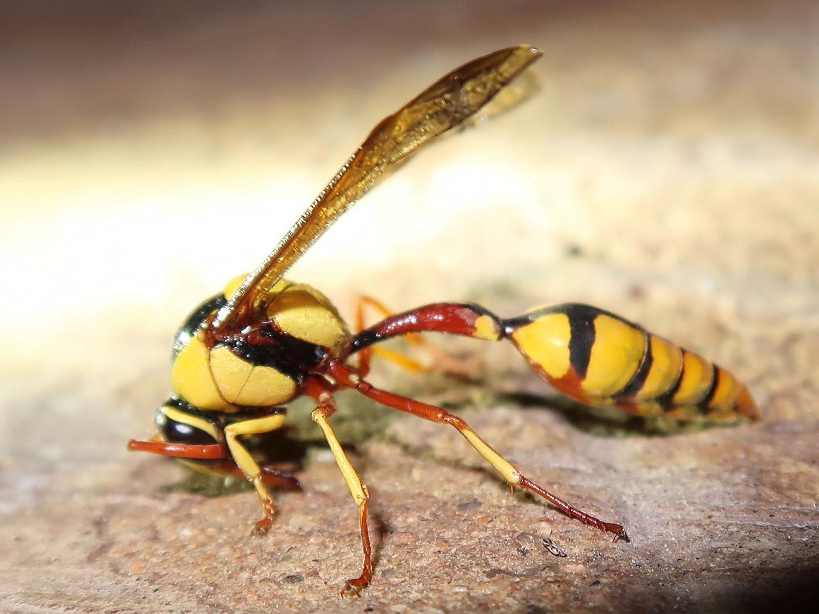 delta_lepeleterii2md