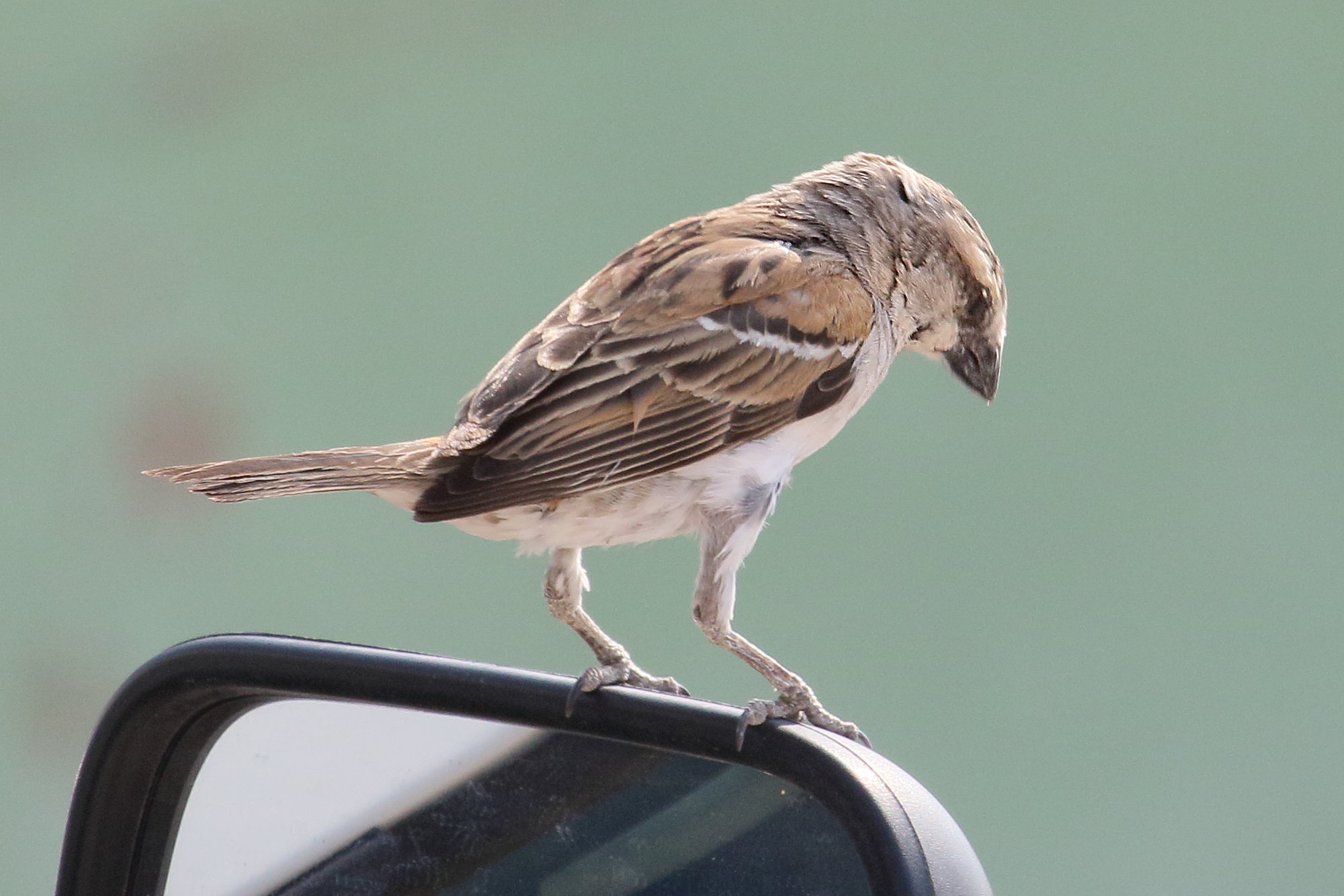 moineau_melanure_-_passer_melanurus1md