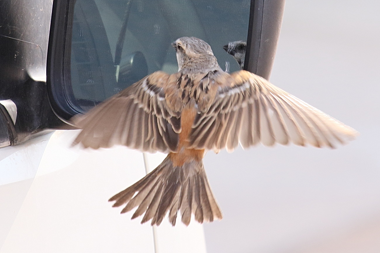 moineau_melanure_-_passer_melanurus2md