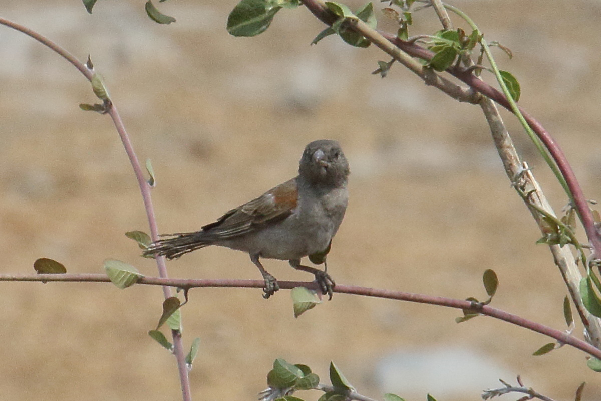 moineau_sud-africain_-_passer_diffusus1md