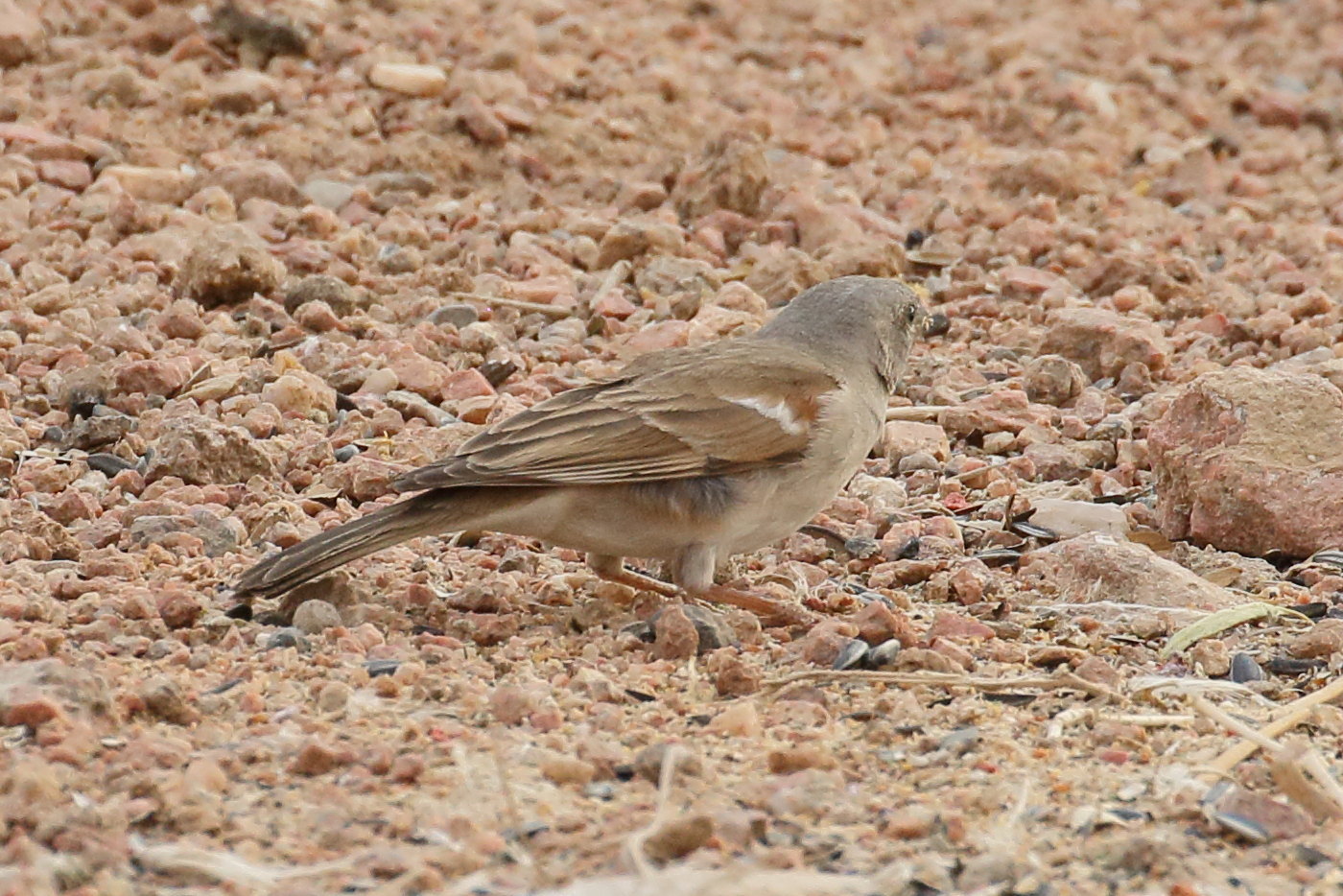 moineau_sud-africain_-_passer_diffusus2bd