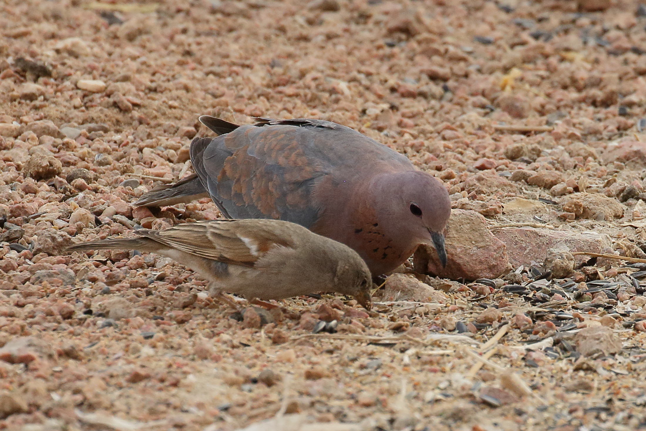 moineau_sud-africain_-_passer_diffusus3bd