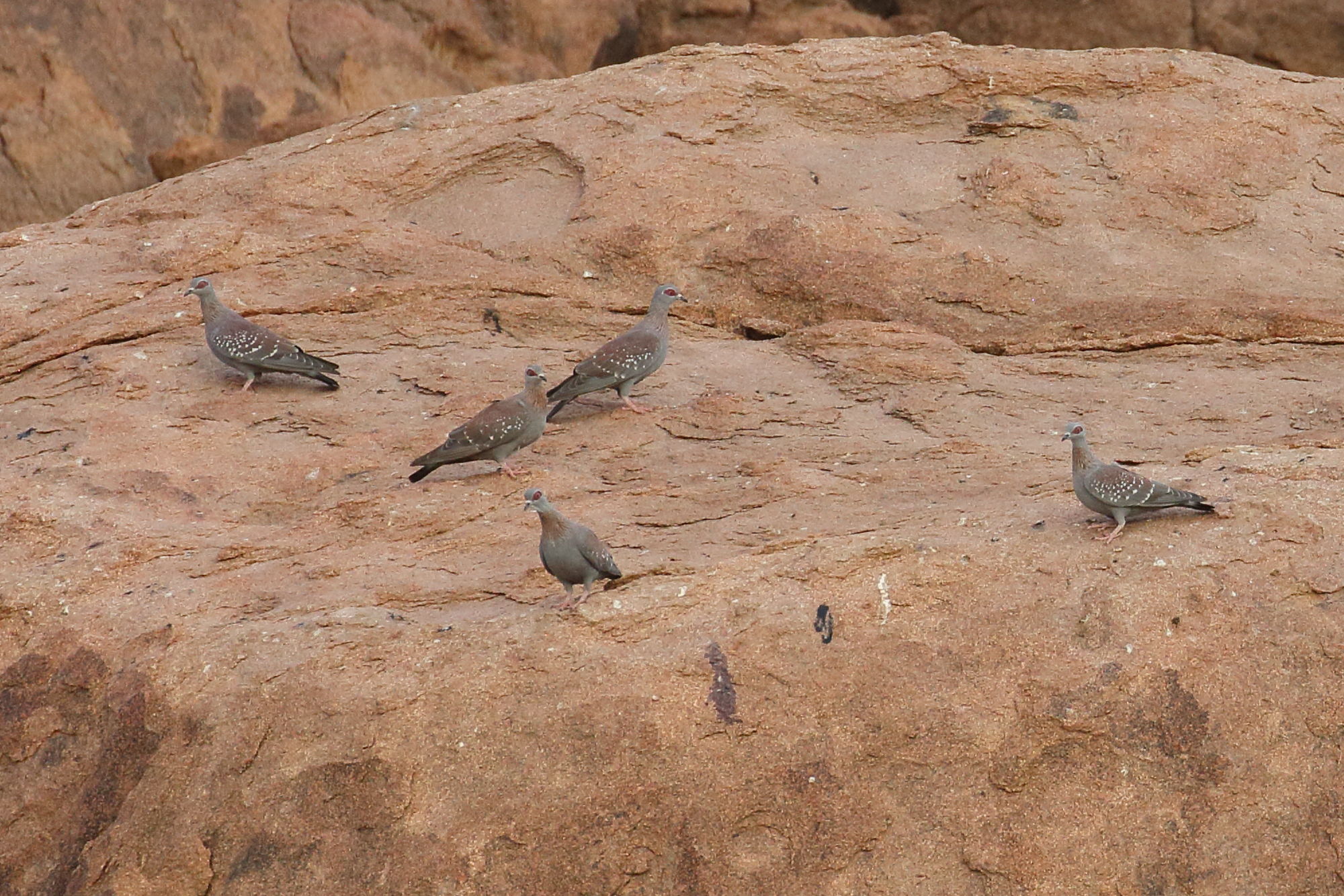 pigeon_roussard_-_columba_guinea