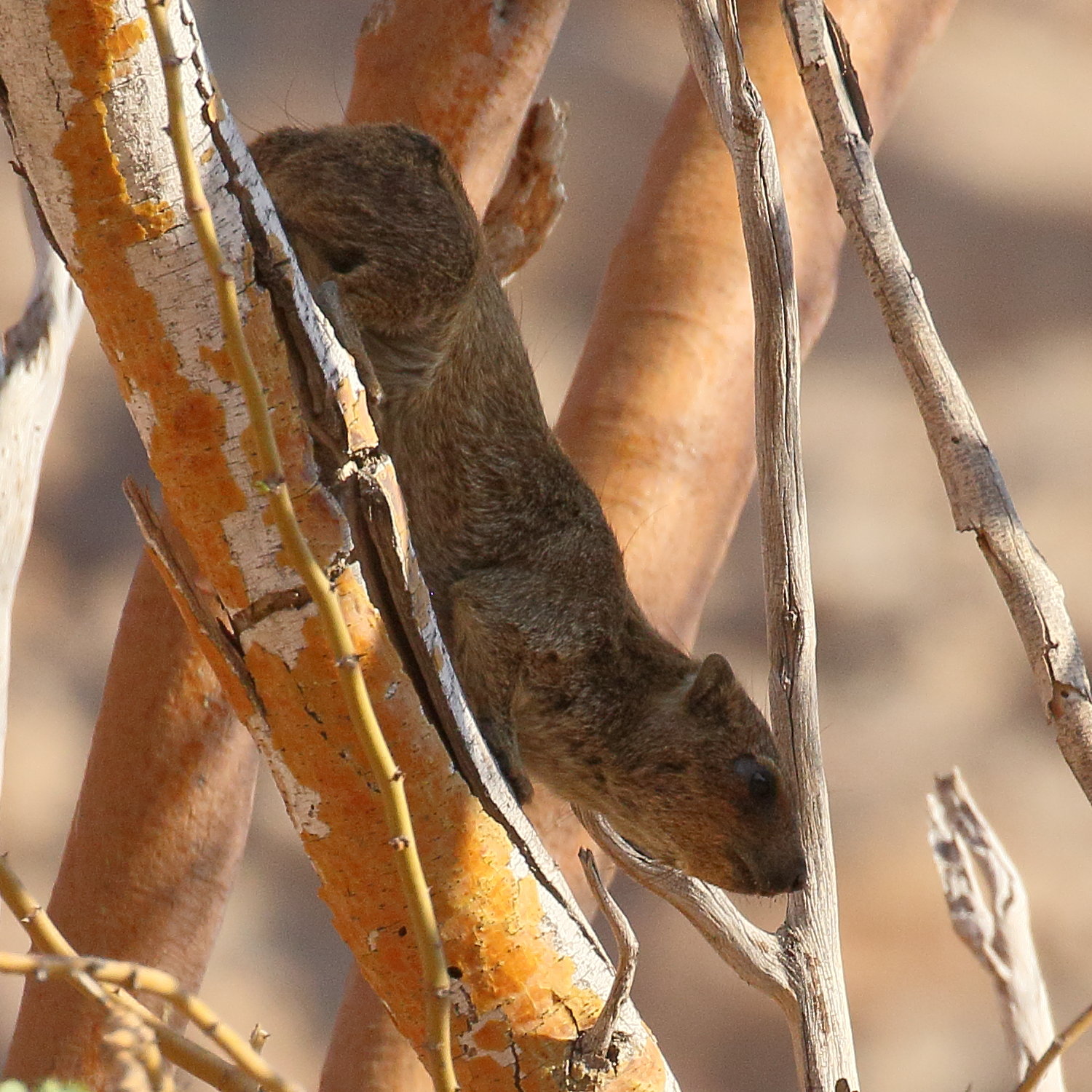 procavia_capensis4bd