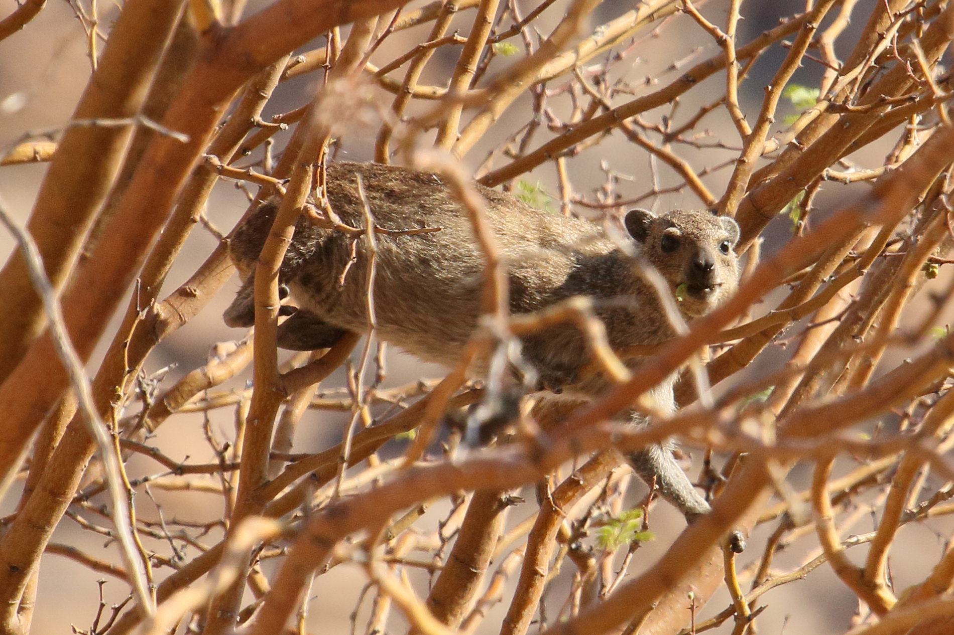 procavia_capensis5md