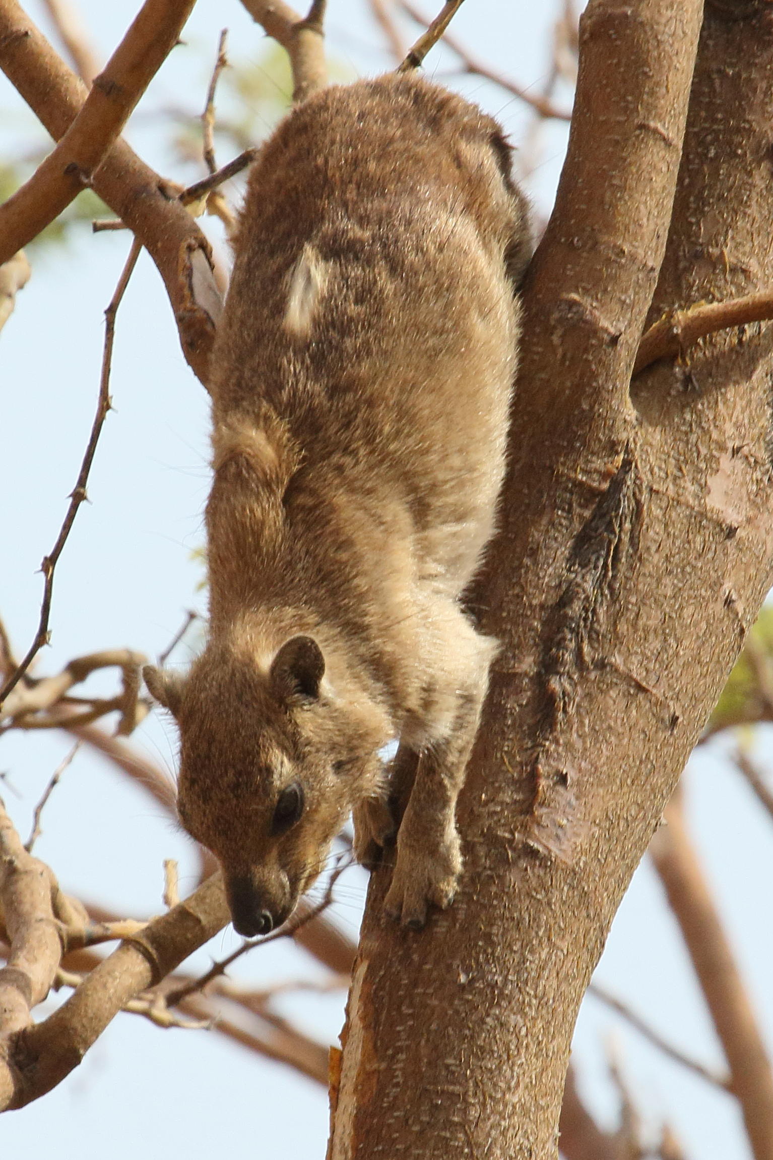 procavia_capensis6md