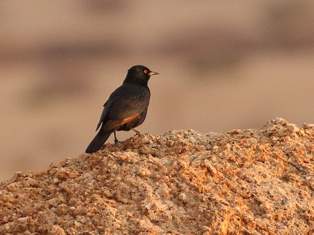 rufipenne_nabouroup_-_onychognathus_nabouroup1bd