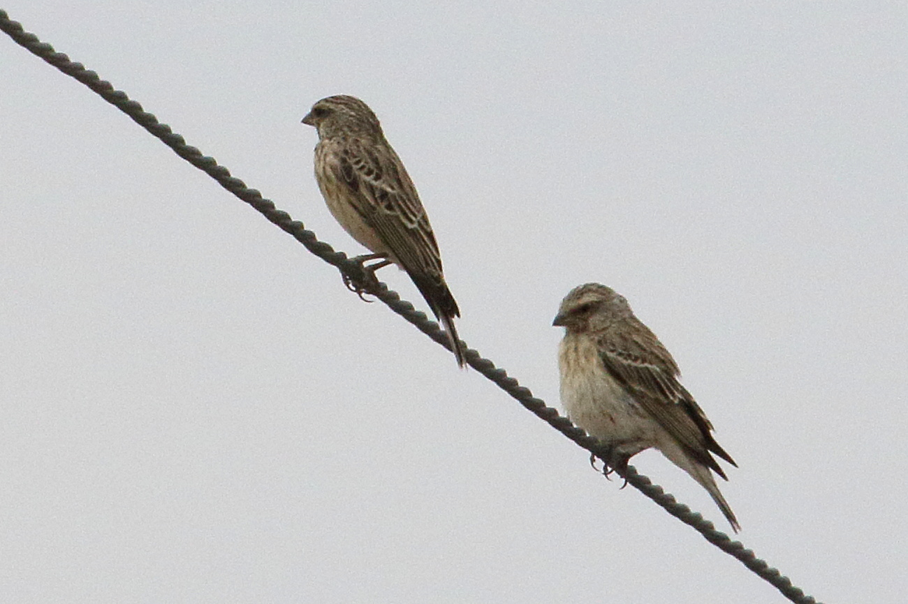 serin_a_gorge_noire_-_crithagra_atrogularis1md