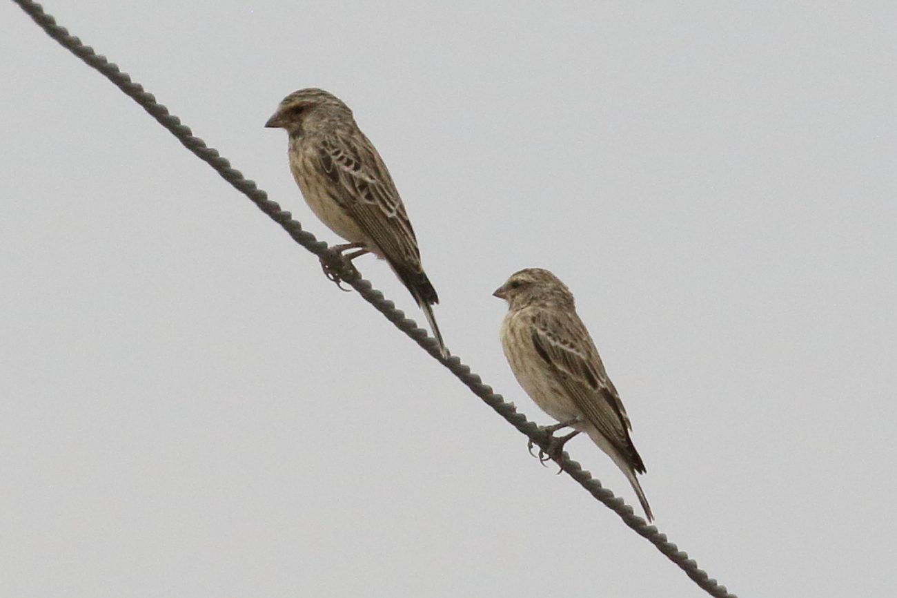 serin_a_gorge_noire_-_crithagra_atrogularis2bd
