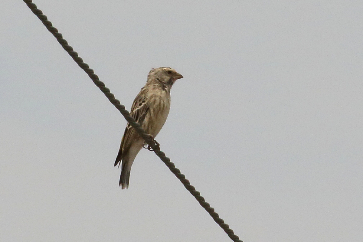 serin_a_gorge_noire_-_crithagra_atrogularis3bd