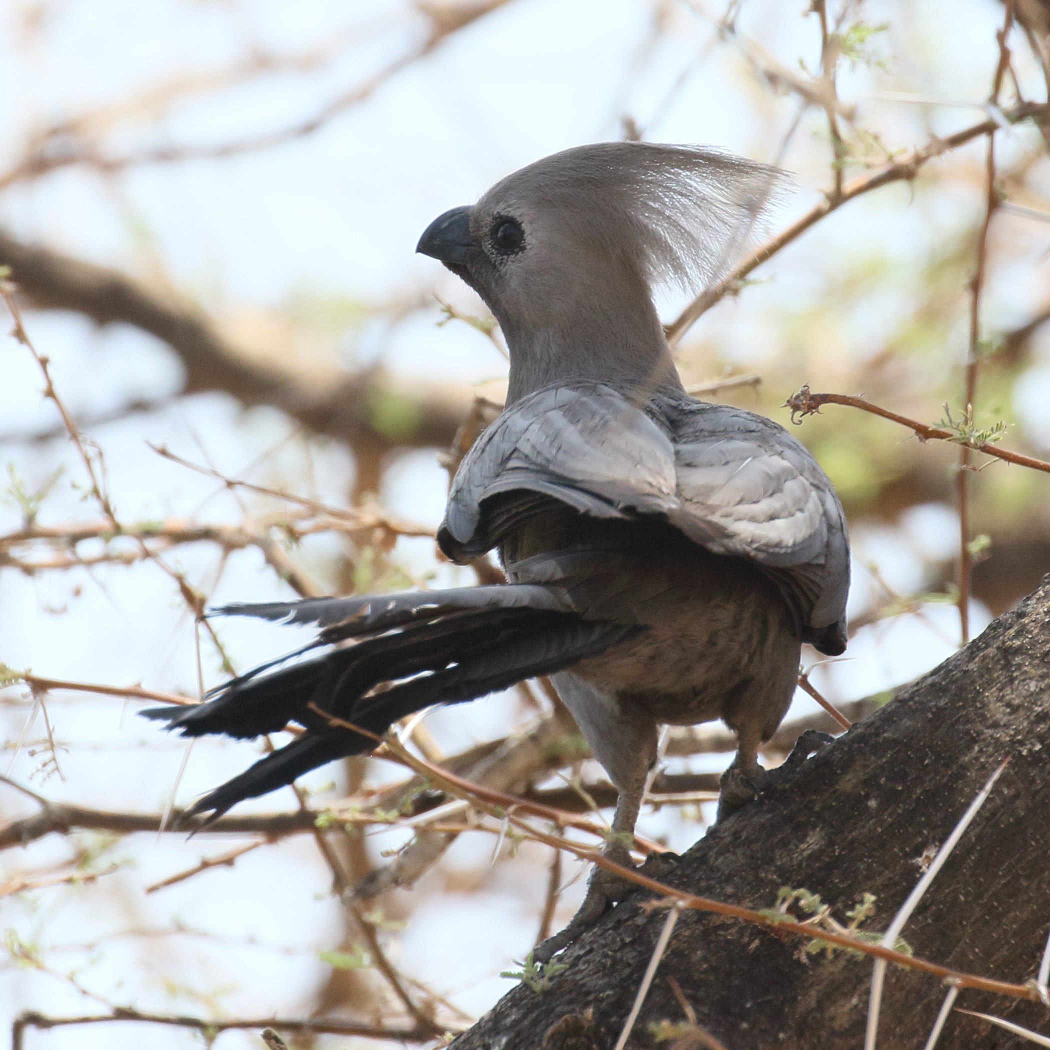 touraco_concolore_-_corythaixoides_concolor1bd