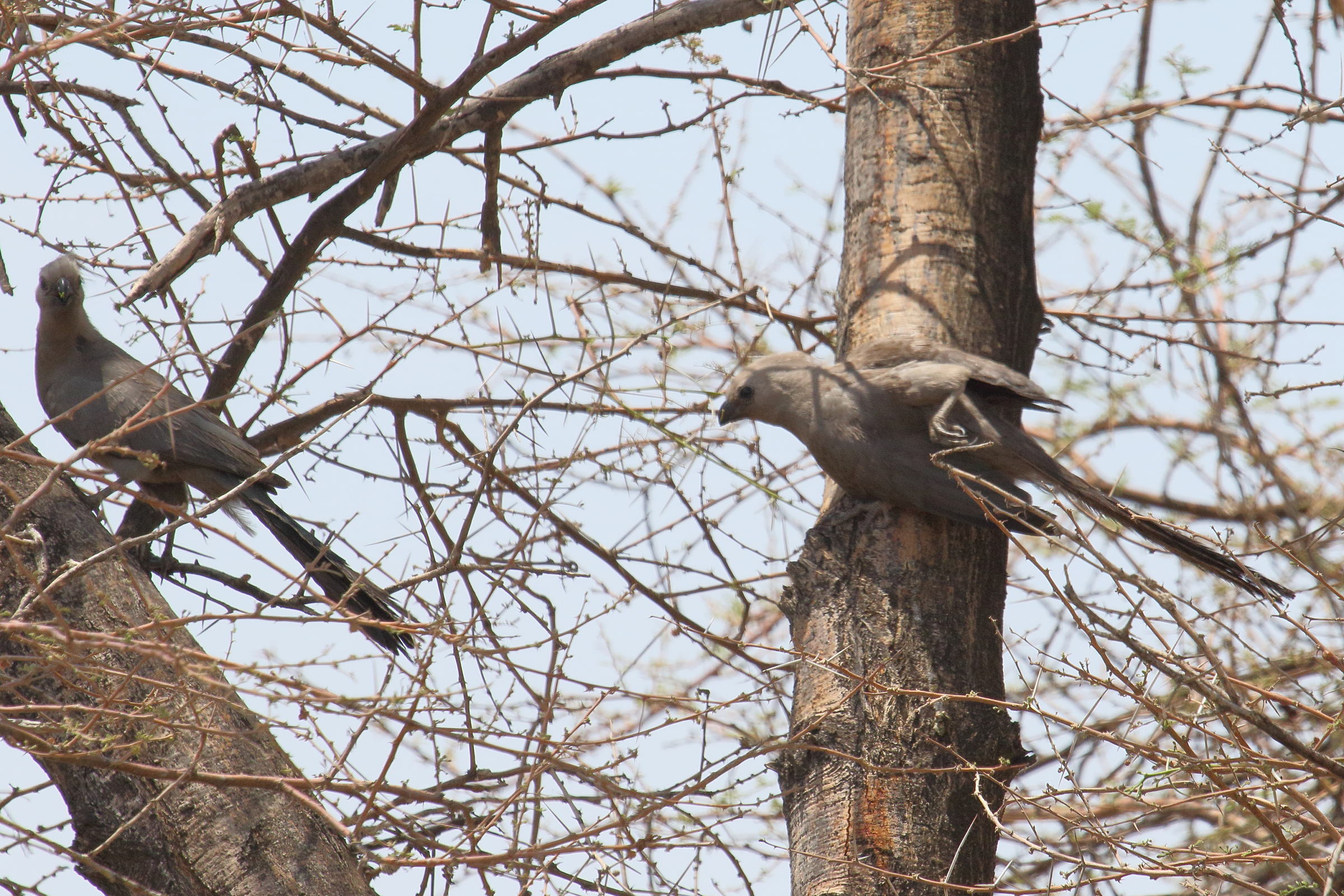 touraco_concolore_-_corythaixoides_concolor2md