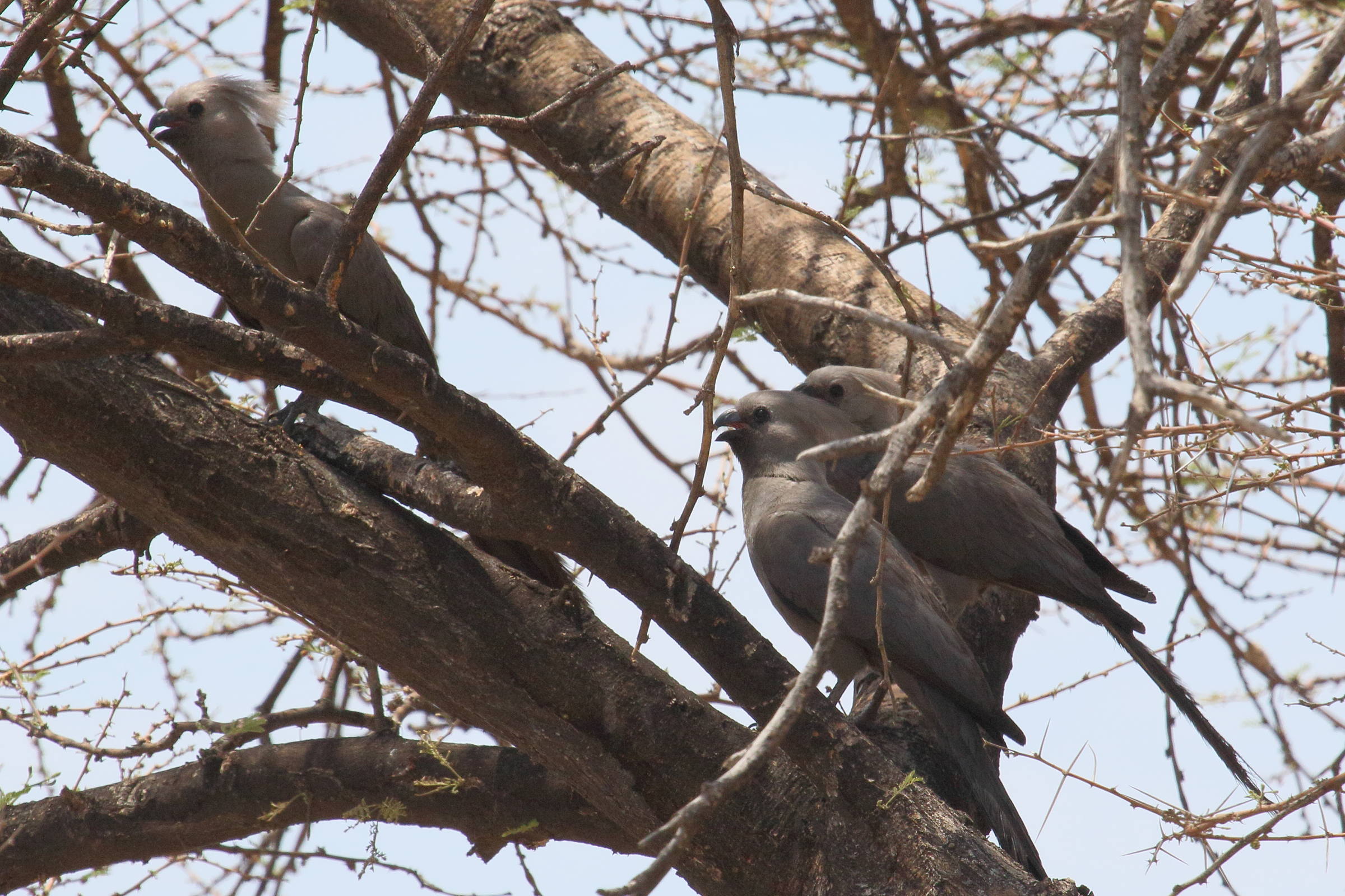 touraco_concolore_-_corythaixoides_concolor3md
