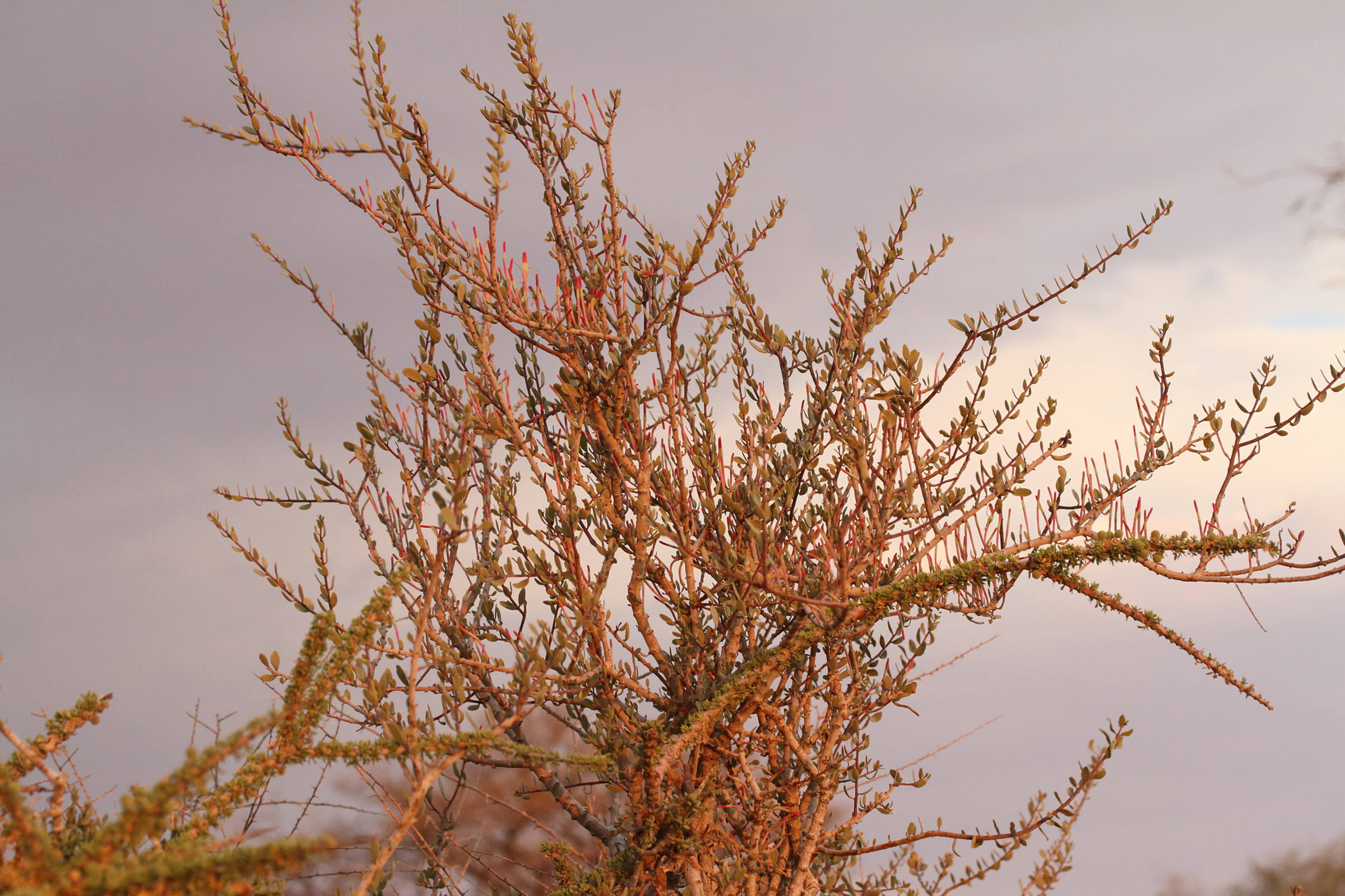 Afficher le média agelanthus_discolor1md agelanthus_discolor1md