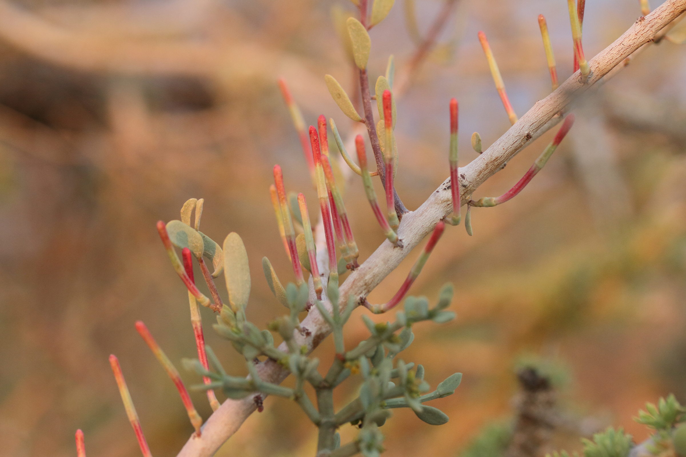 Afficher le média agelanthus_discolor2md agelanthus_discolor2md