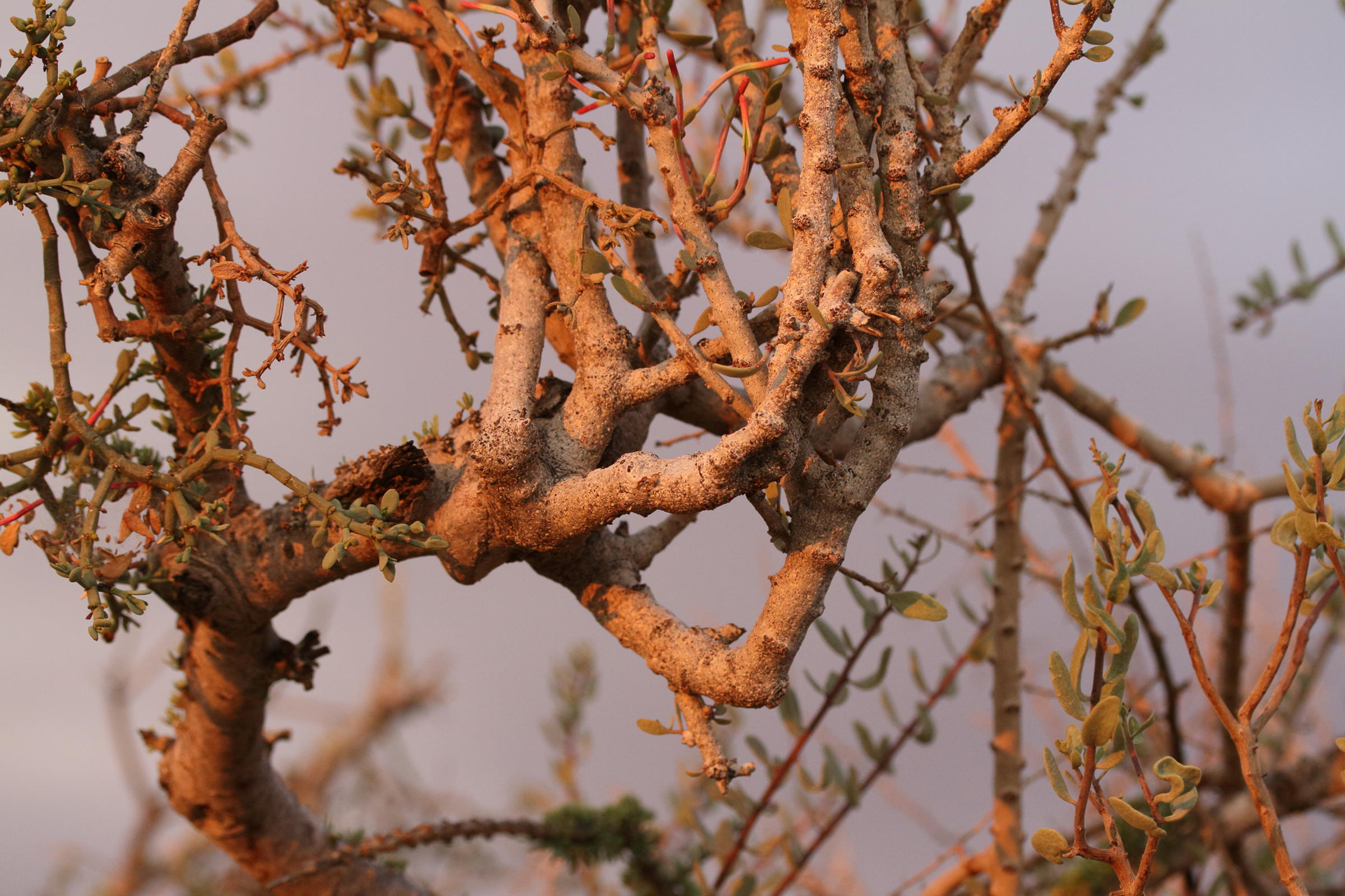 Afficher le média agelanthus_discolormd agelanthus_discolormd