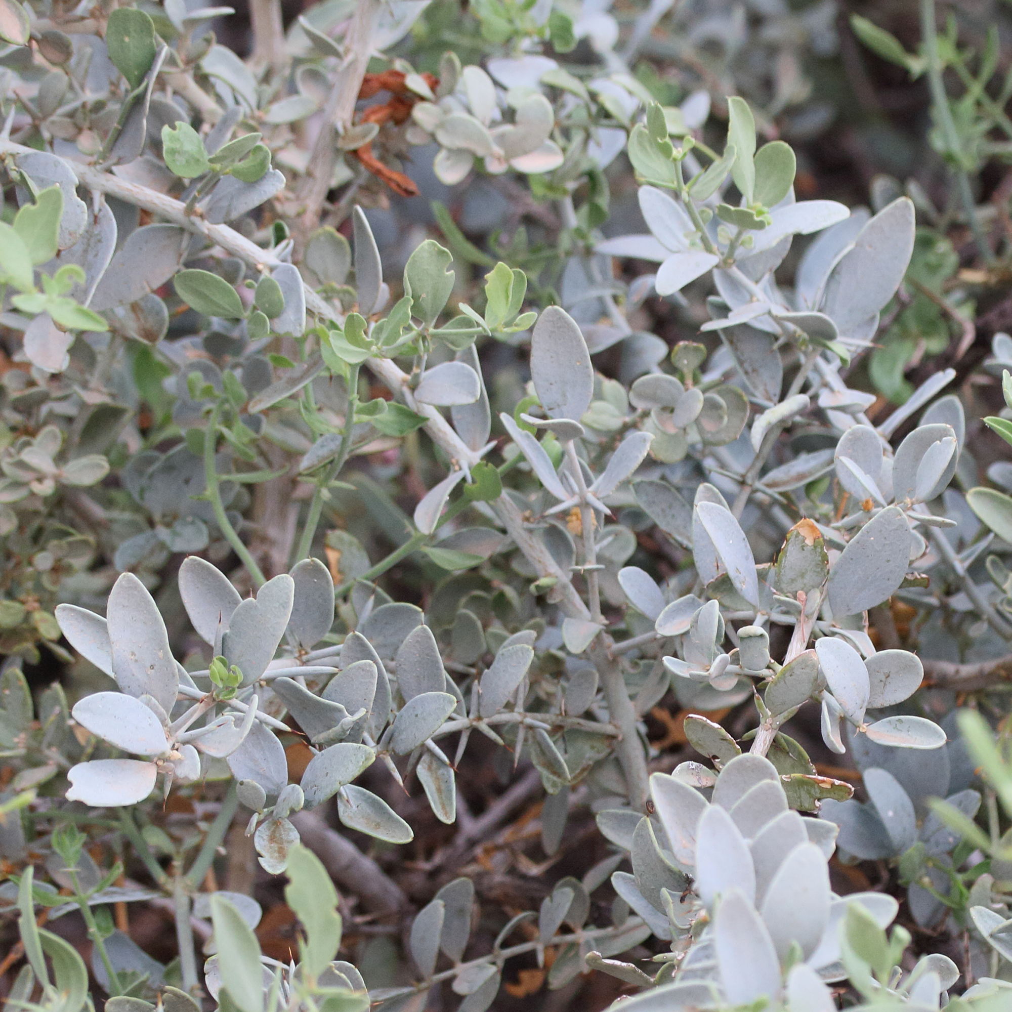 azima_tetracantha1md