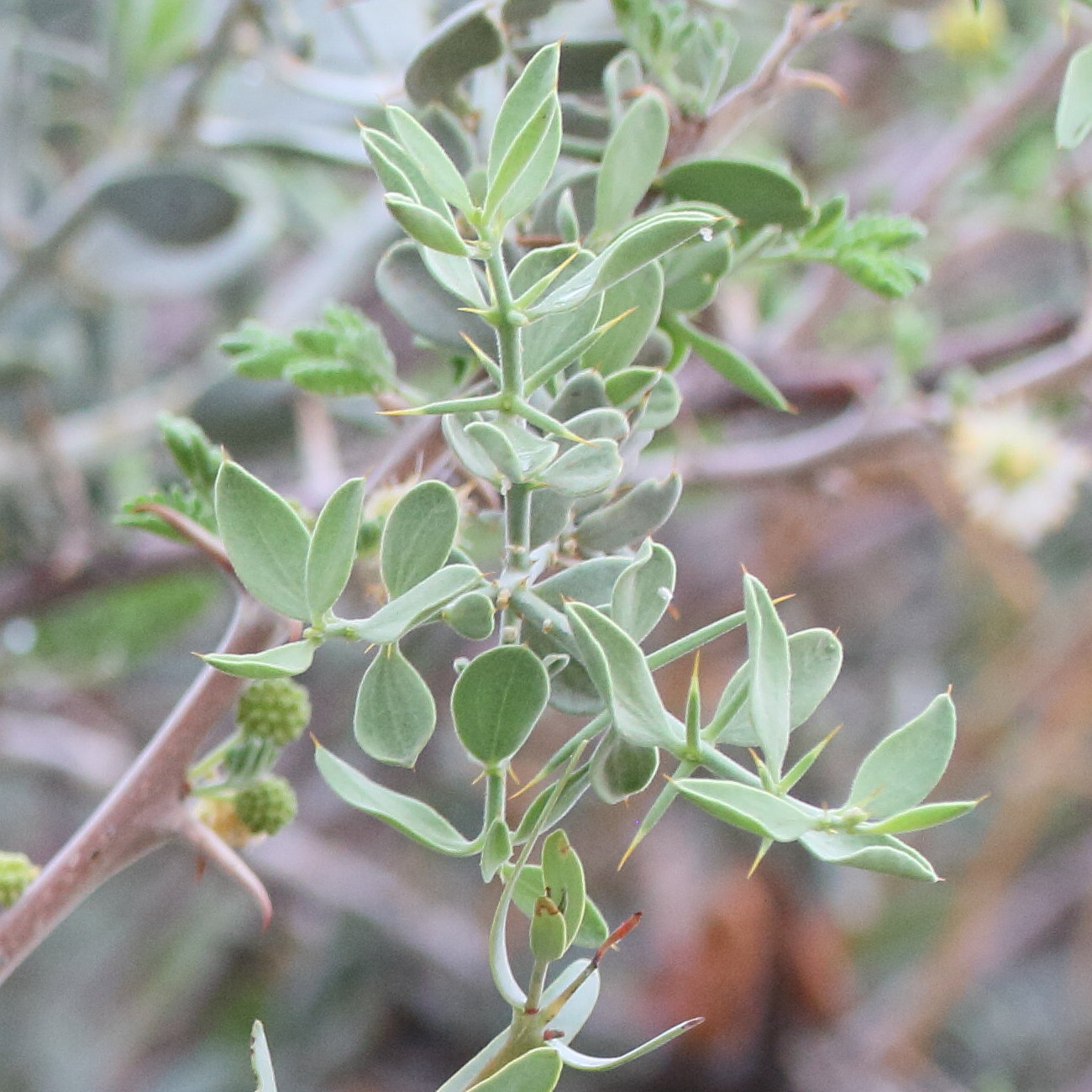 azima_tetracantha2md