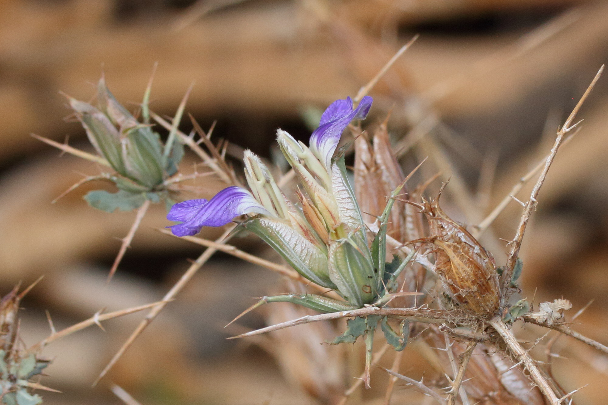 Afficher le média blepharis_gigantea2md blepharis_gigantea2md