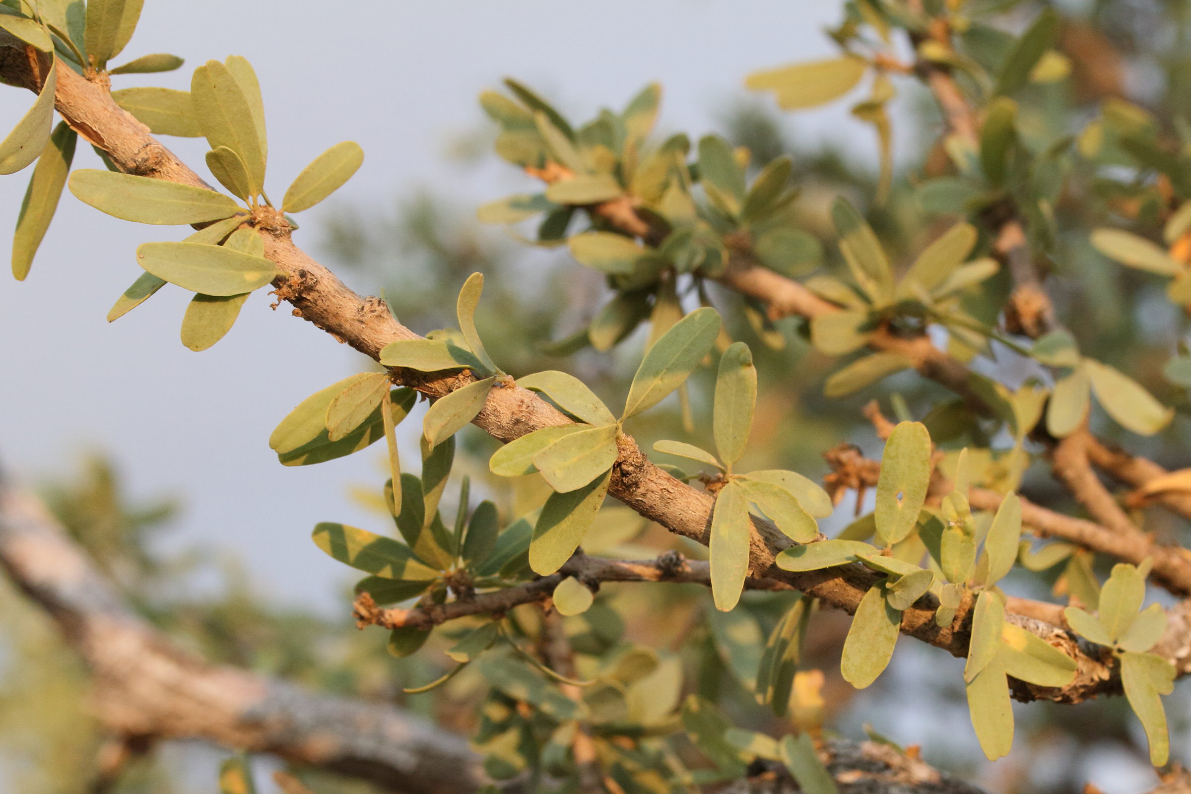 boscia_albitrunca2md