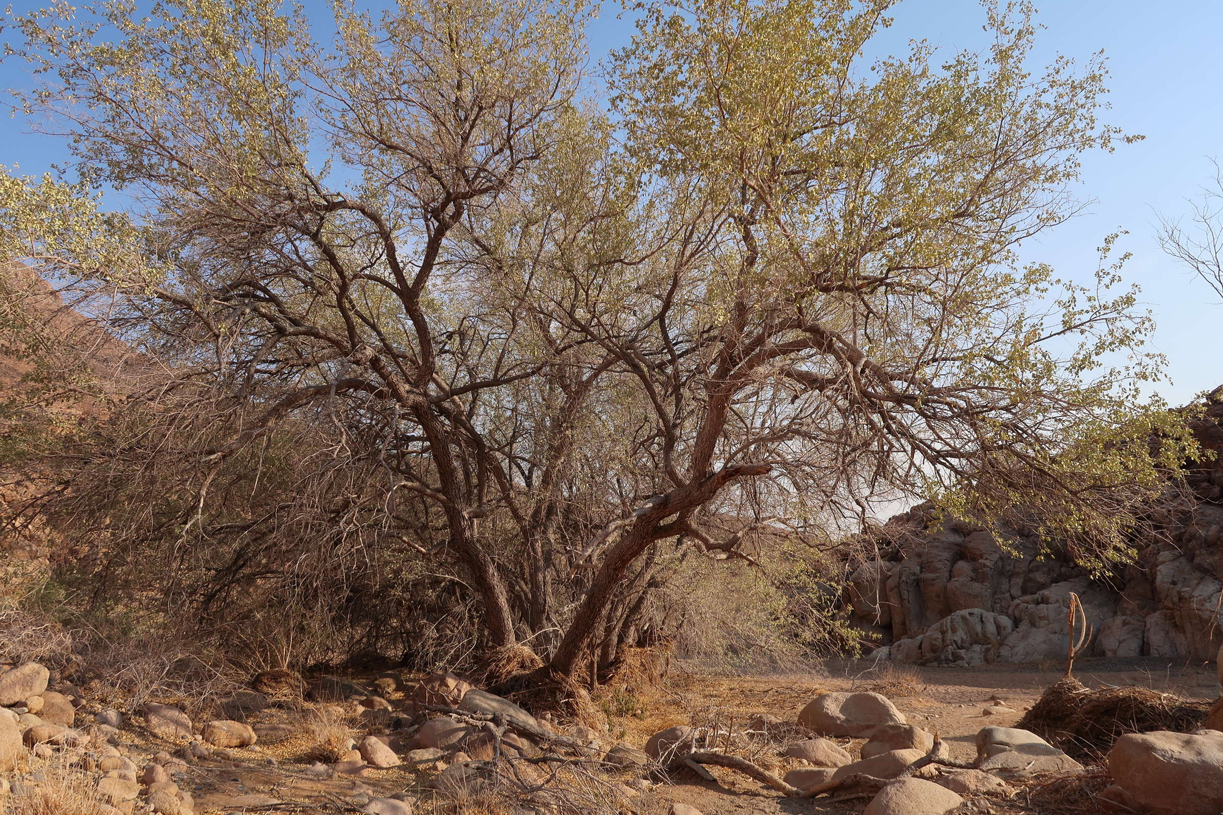 Afficher le média combretum_imberbe1md combretum_imberbe1md