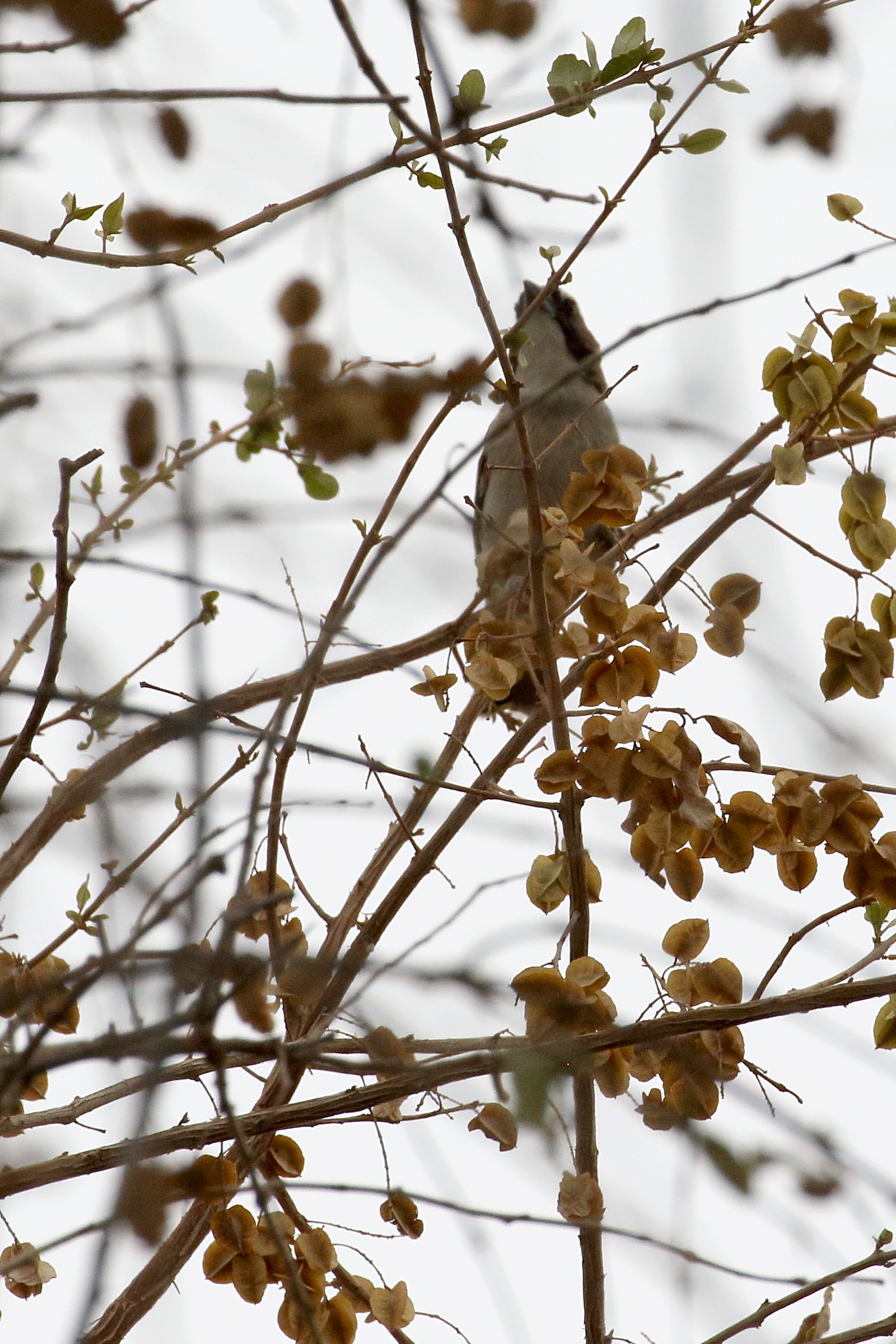 Afficher le média combretum_imberbe2bd combretum_imberbe2bd