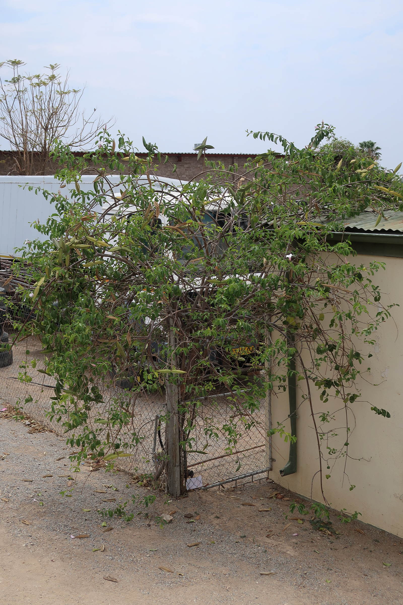 cryptostegia_grandiflora1md