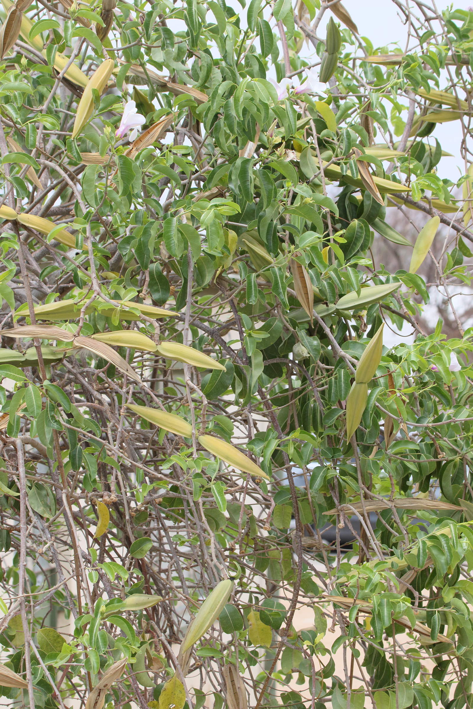 cryptostegia_grandiflora2md