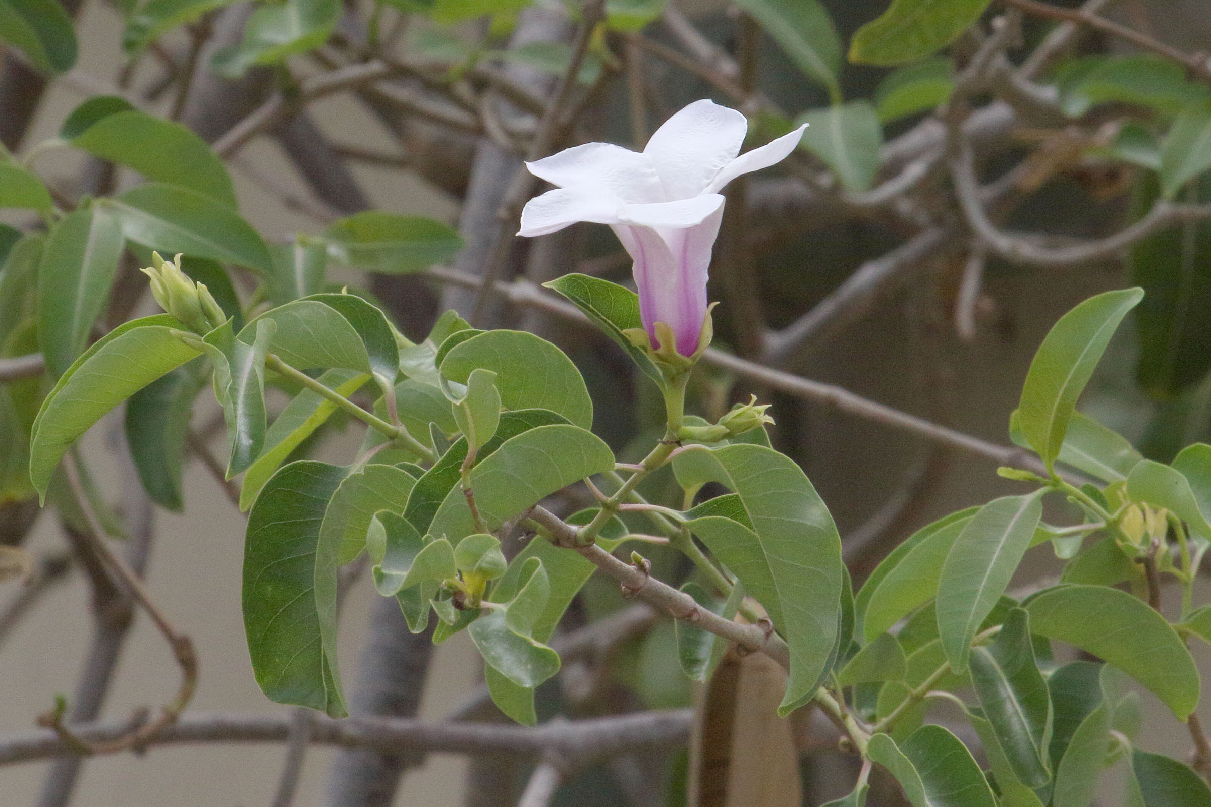 cryptostegia_grandiflora3md