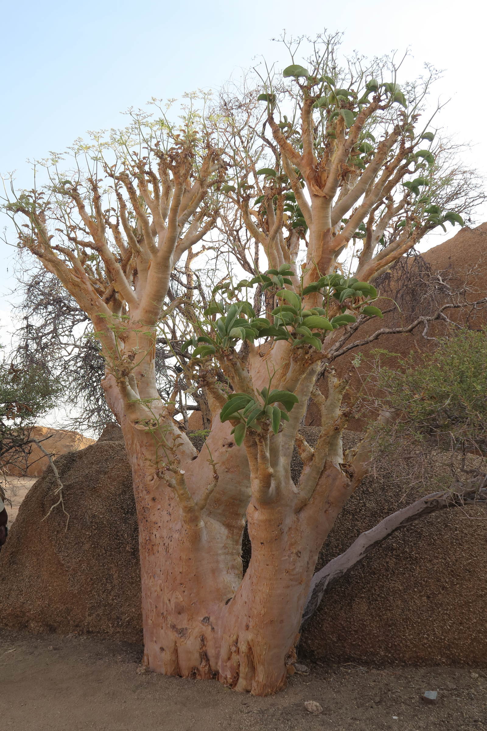 Afficher le média cyphostemma_currorii1bd cyphostemma_currorii1bd