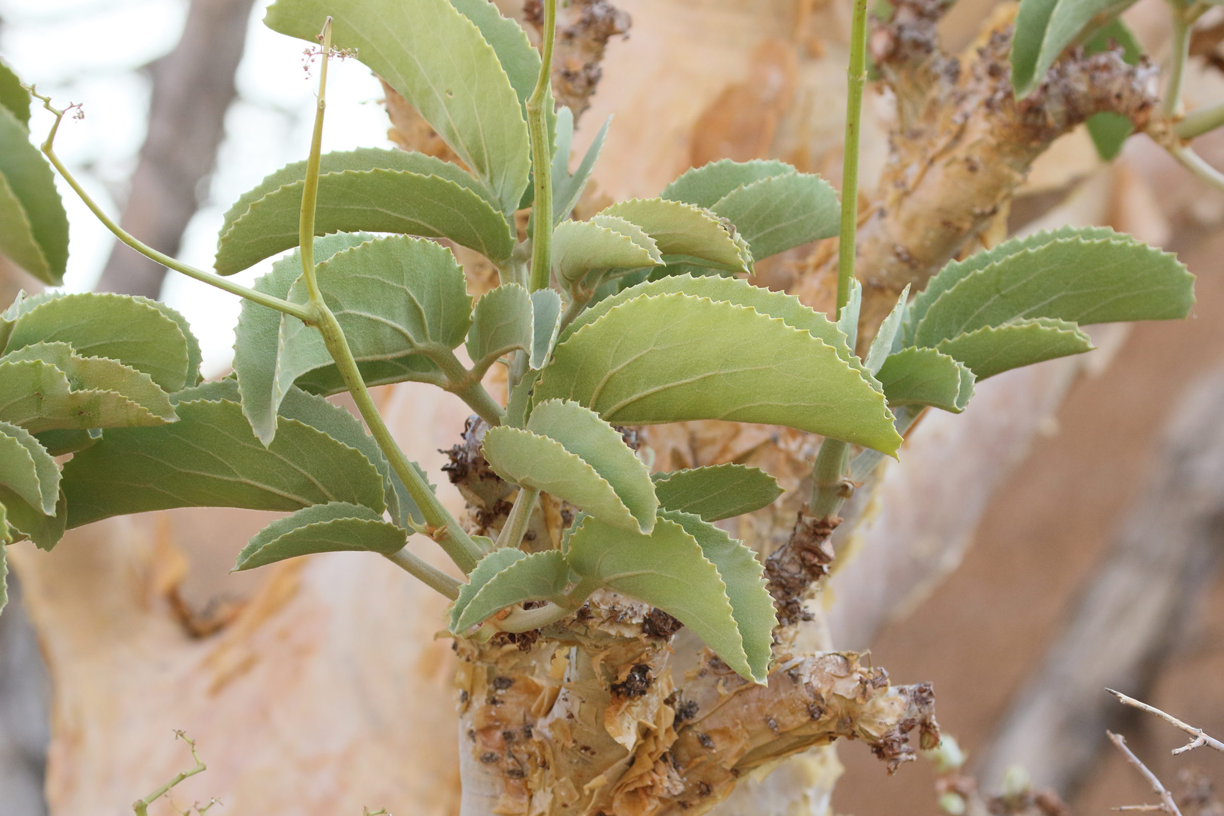 Afficher le média cyphostemma_currorii2bd cyphostemma_currorii2bd