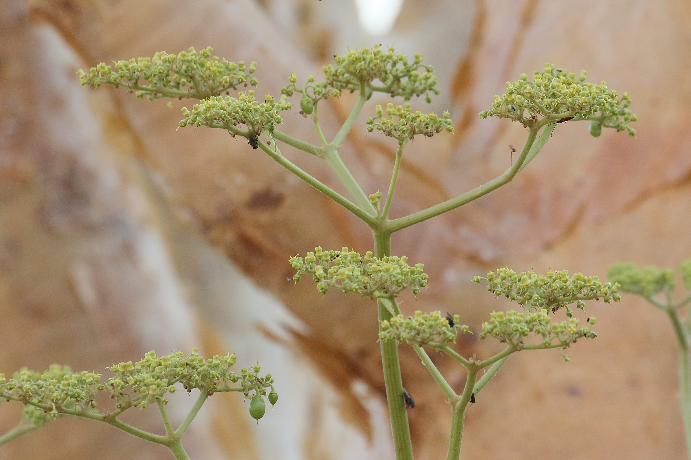 Afficher le média cyphostemma_currorii3bd cyphostemma_currorii3bd