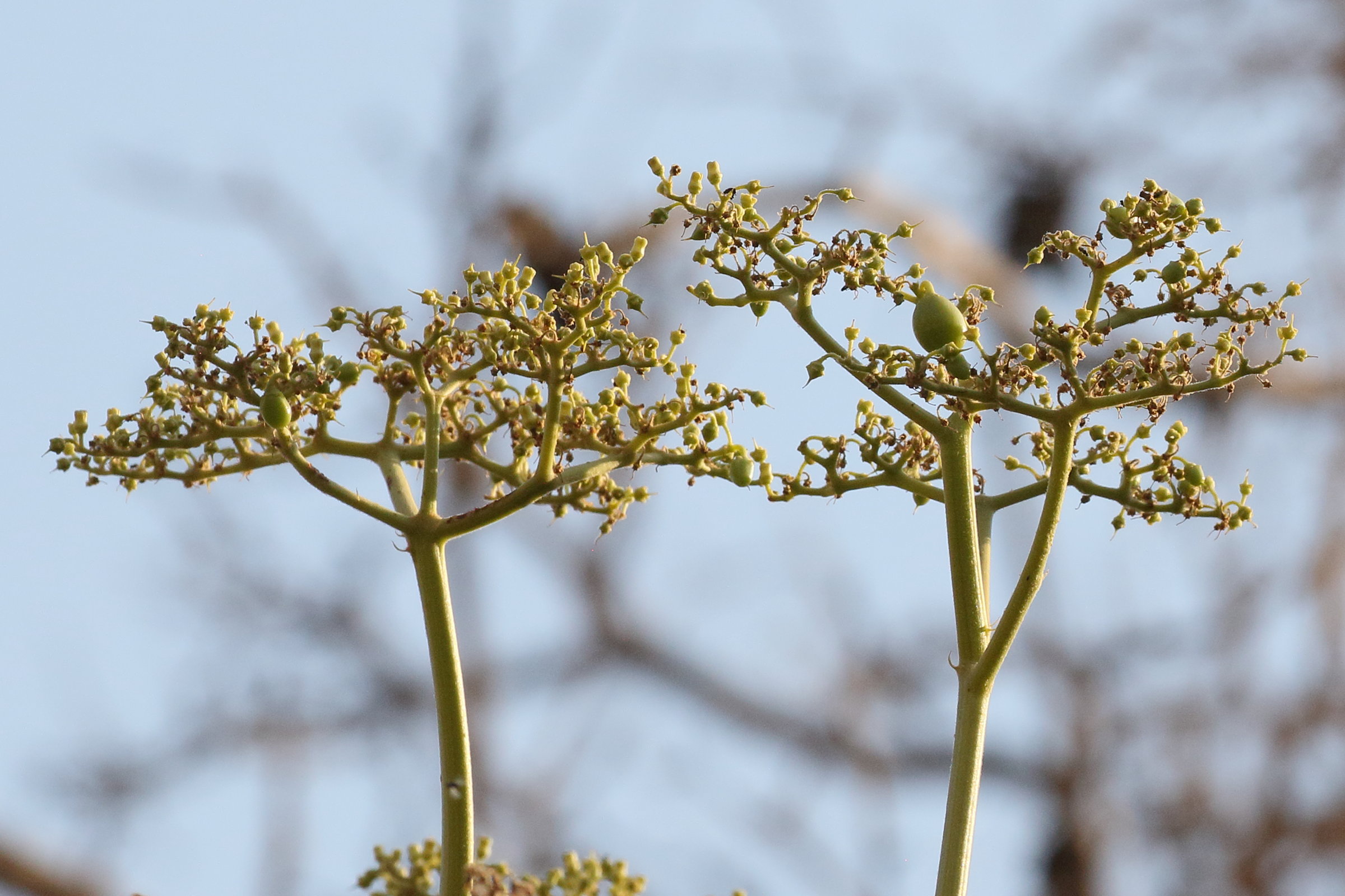 Afficher le média cyphostemma_currorii4bd cyphostemma_currorii4bd
